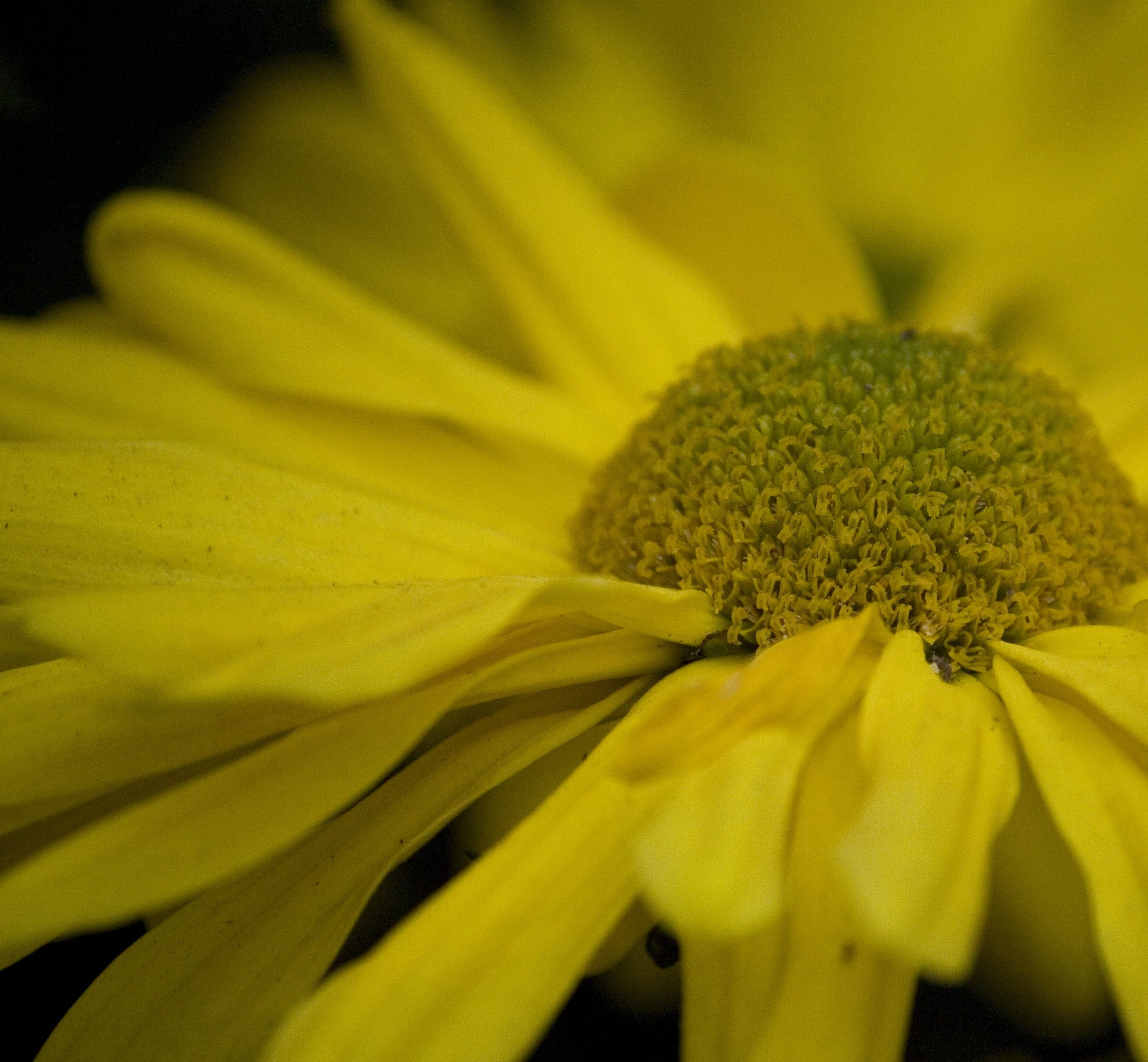 single Flower, yellow daisy, F.A.B., life, daisy, blooming, summer, nature, secrets, photography, macro, focus, flower, yellow, 1080P, petal, plant, selective, HD Wallpaper