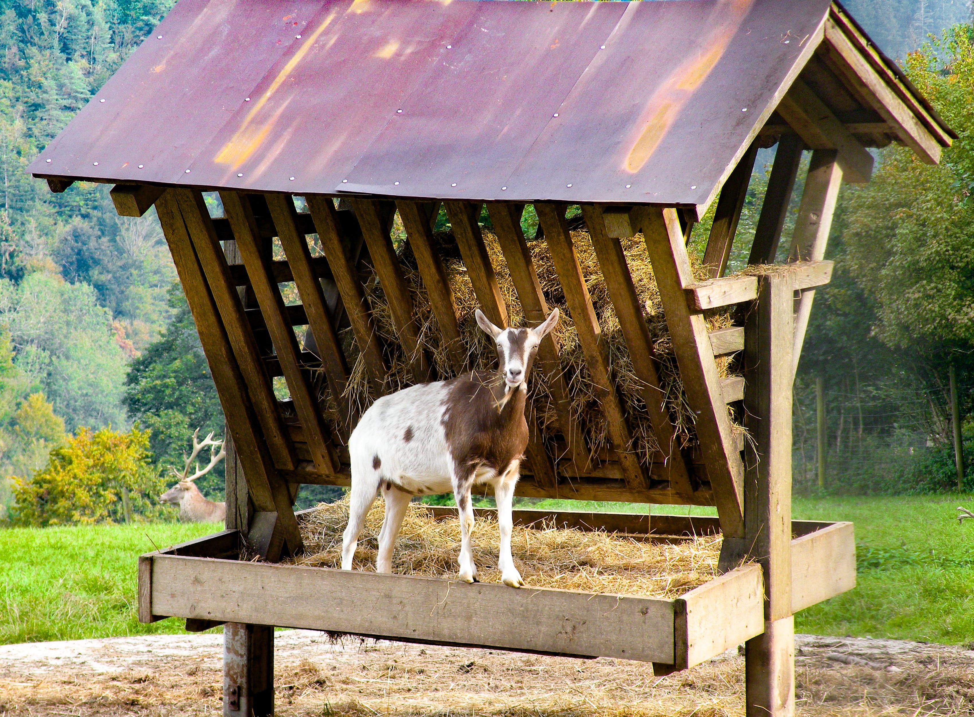 built structure, vertebrate, herbivorous, boundary, nature, food, goat, wood - material, standing, manger, village life, 2K, white, pets, animal wildlife, HD Wallpaper