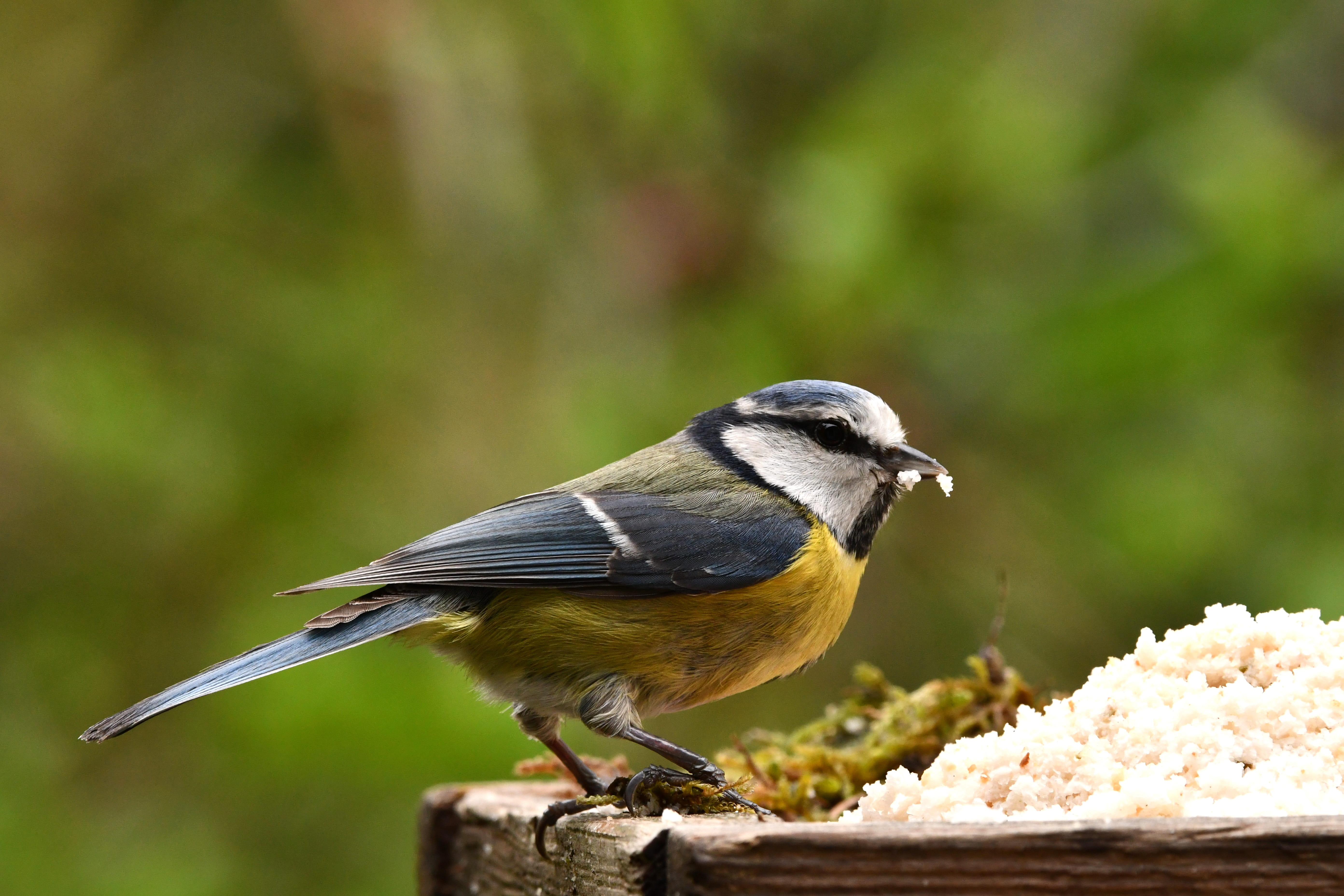 animals in the wild, food, the manger, animal wildlife, close-up, full length, feathers, blue tit, no people, bird, outdoors, focus on foreground, great tit, HD Wallpaper