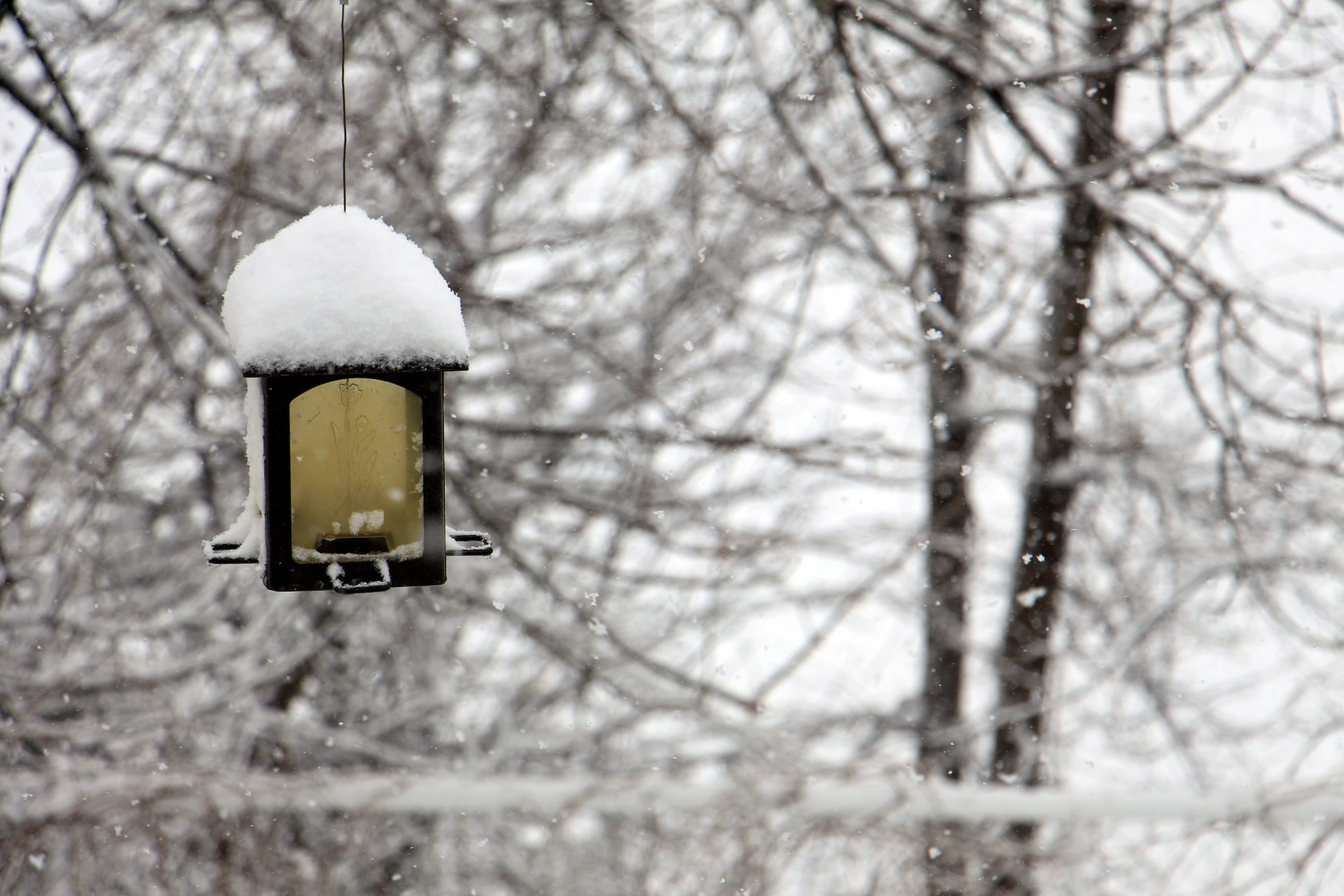black, bird, manger, vacuum, winter landscape, snowing, frost, lamp, cold temperature, animals, low angle view, plant, white, winter, daytime, branch, focus on foreground, HD Wallpaper