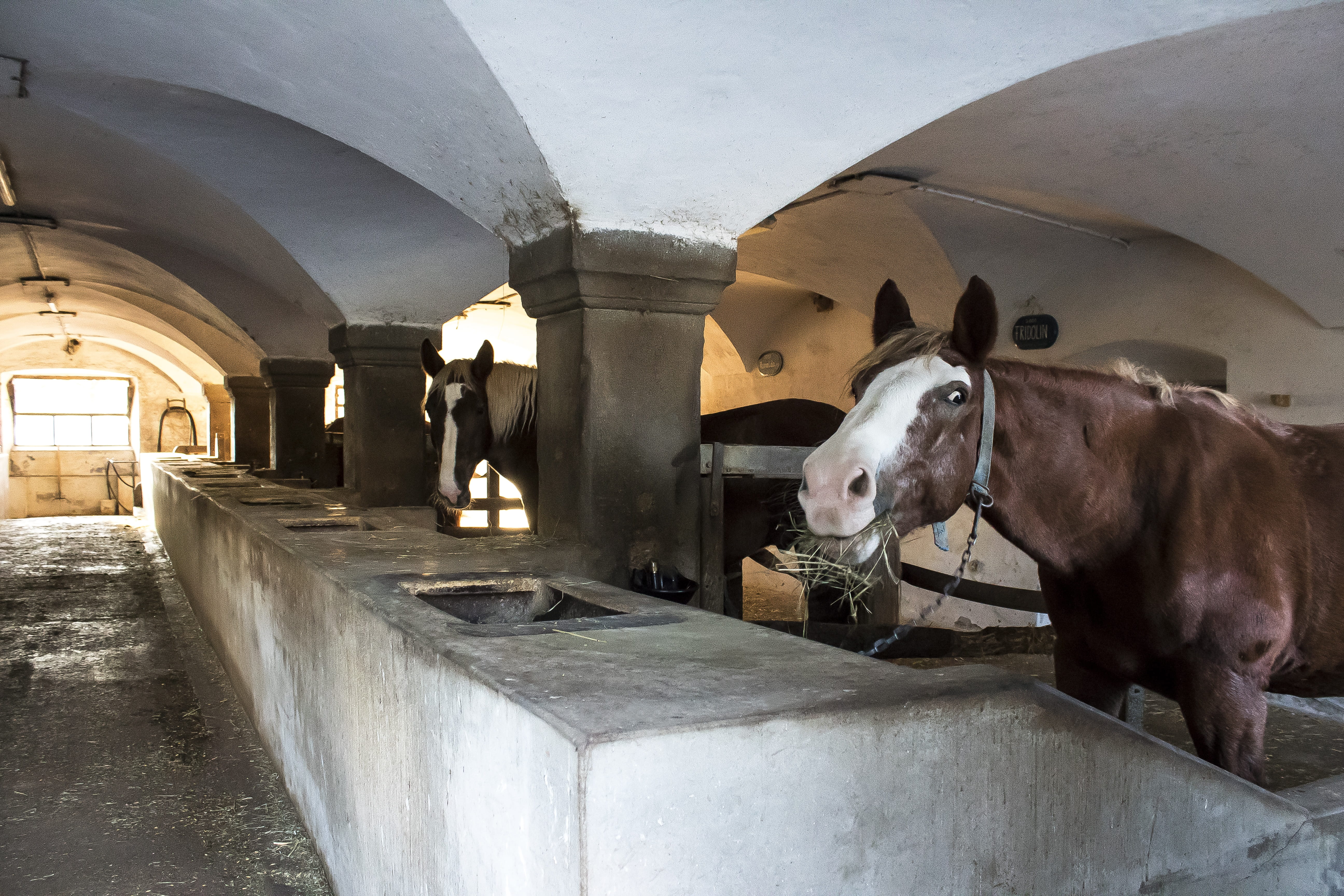 building, architectural column, livestock, pets, horse, historically, arch, group of animals, cow, old, no people, built structure, stall, animal themes, HD Wallpaper