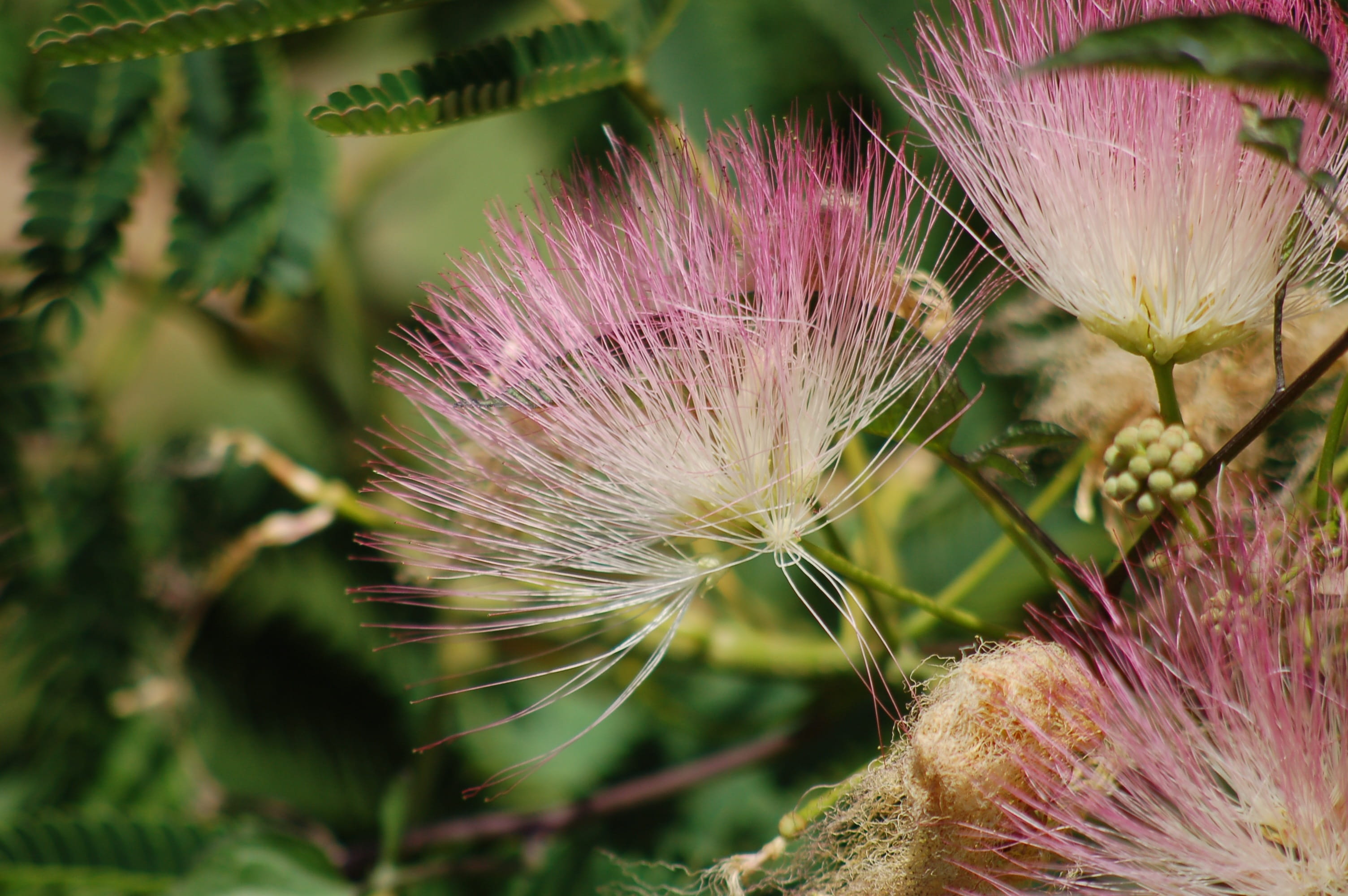 selective focus, fragility, outdoors, vulnerability, petal, pink flowers, plant, the tree of silk persian, inflorescence, flower, close-up, albizia julibrissin, HD Wallpaper