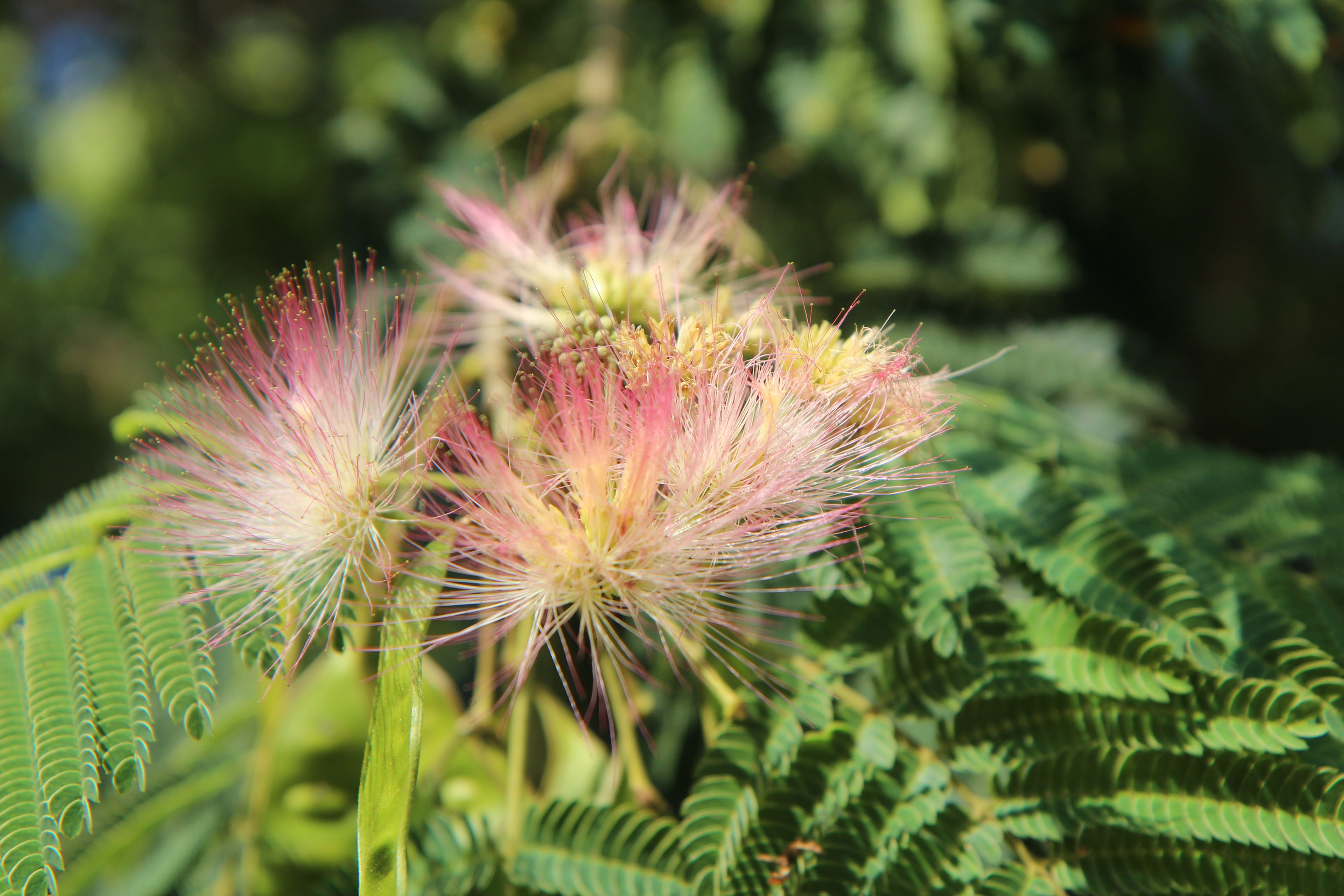 flowering, 5K, flower, shrub, beauty in nature, pink color, plant part, inflorescence, growth, fragility, mimosa of constantinople, flower head, spiky, HD Wallpaper