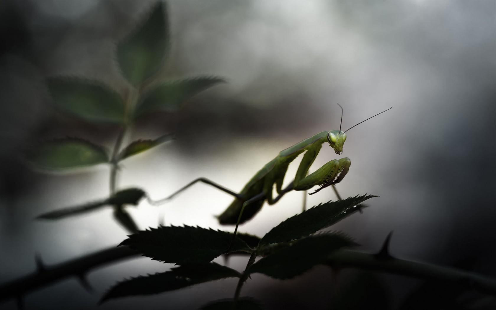 praying, animals, insects, mantis, widescreen, 720P, HD Wallpaper
