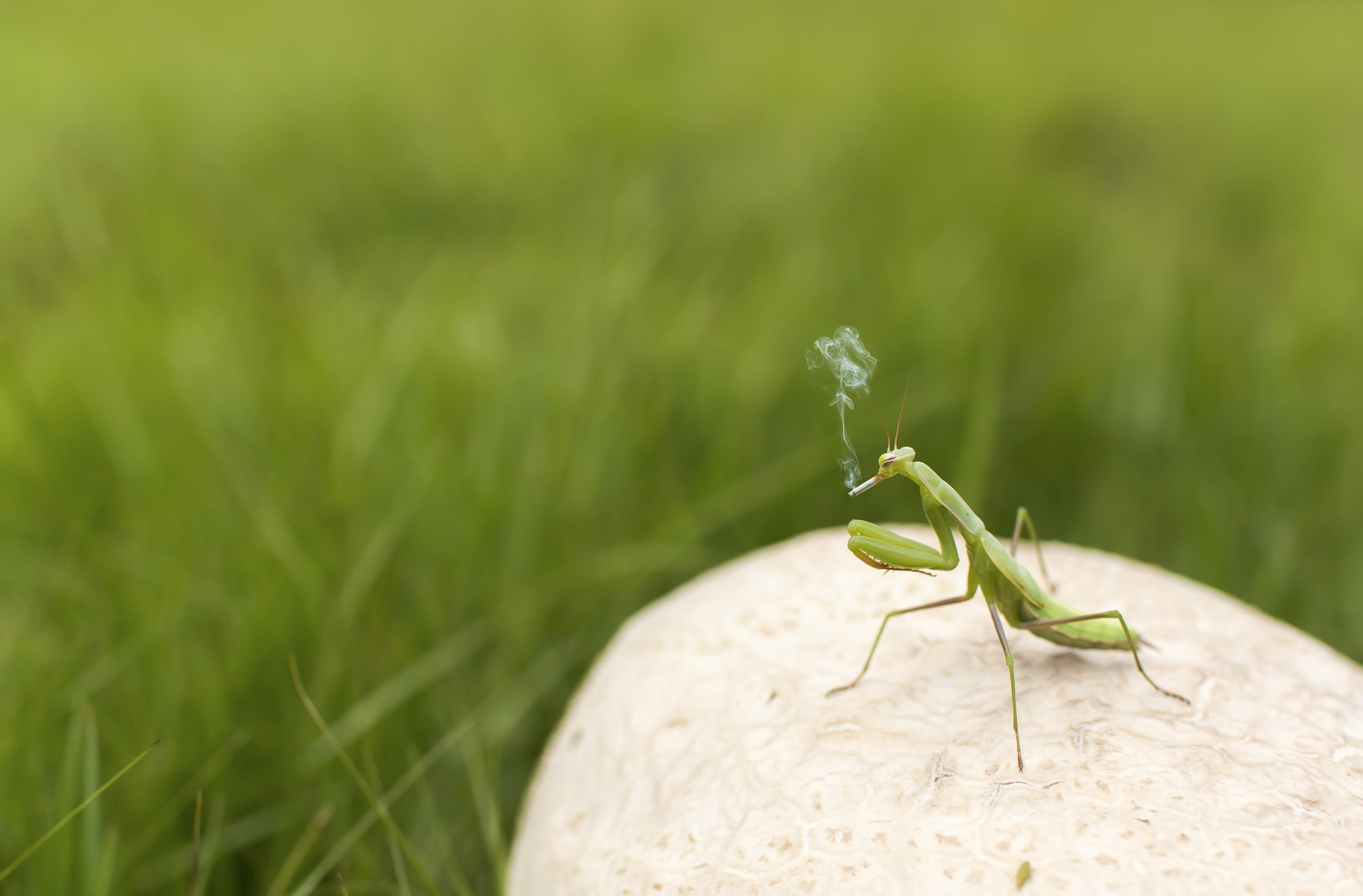 nature, selective focus, growth, invertebrate, animal themes, animals in the wild, Smoking, green color, animal, Smoker, one animal, Funny, Green, Addiction, HD Wallpaper