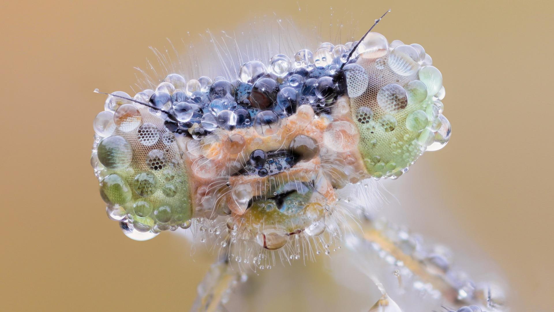 water, preying mantis, head, 3d and abstract, insect, mantis, preying, 1080P, HD Wallpaper