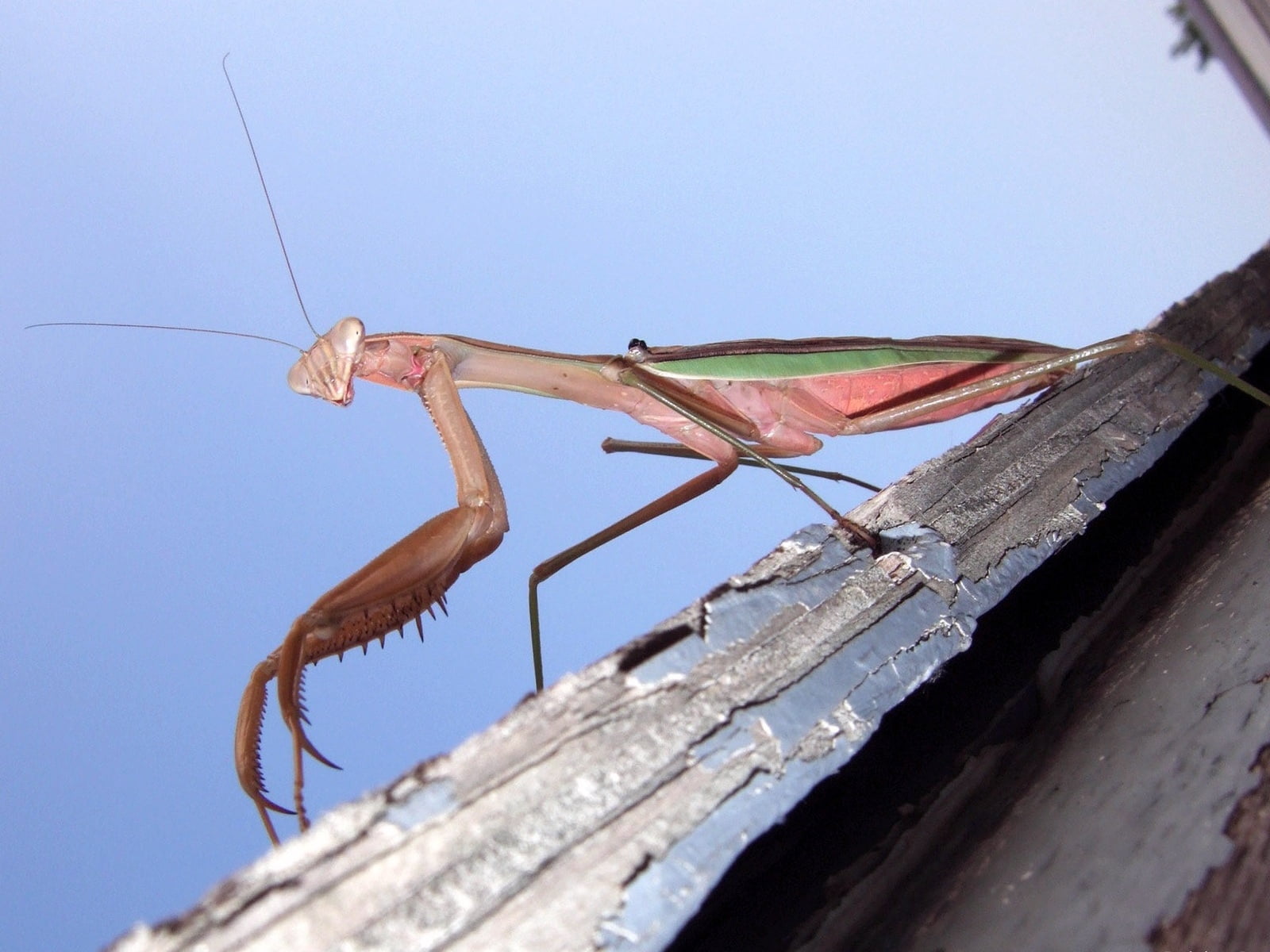 outdoors, praying, animal, wood - material, insect, animal themes, no people, invertebrate, day, close-up, brown, plant, green, surface, sky, praying mantis, HD Wallpaper