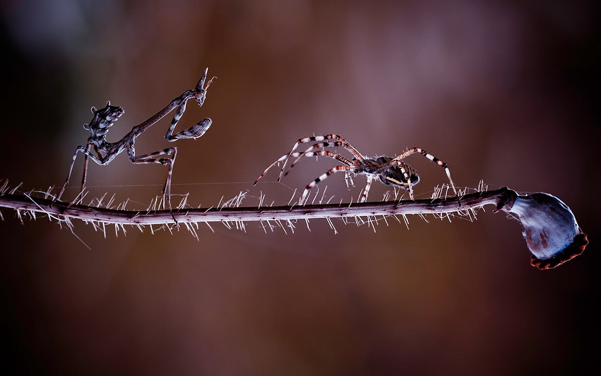 cold temperature, winter, outdoors, insects, night, insect, drop, leaf, focus on foreground, no People, season, dew, wet, ice, morning, nature, springtime, HD Wallpaper