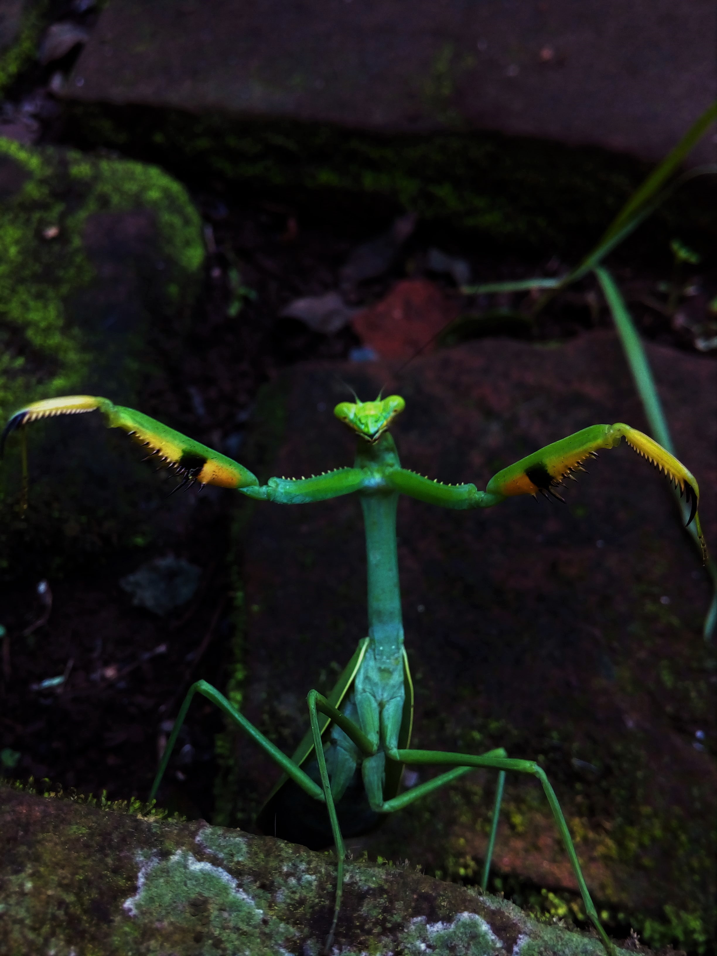 mantis pray, nature, 2K, green, cellphone, Phone HD Wallpaper
