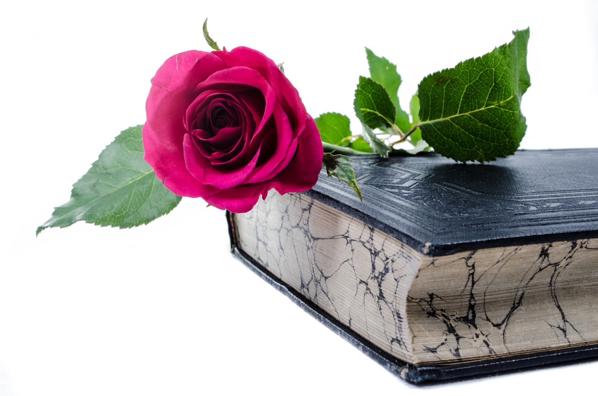 publication, valentine, hardbound, flowering plant, no people, freshness, beauty in nature, love, close-up, nature, plant, isolated, flower, flower head, HD Wallpaper