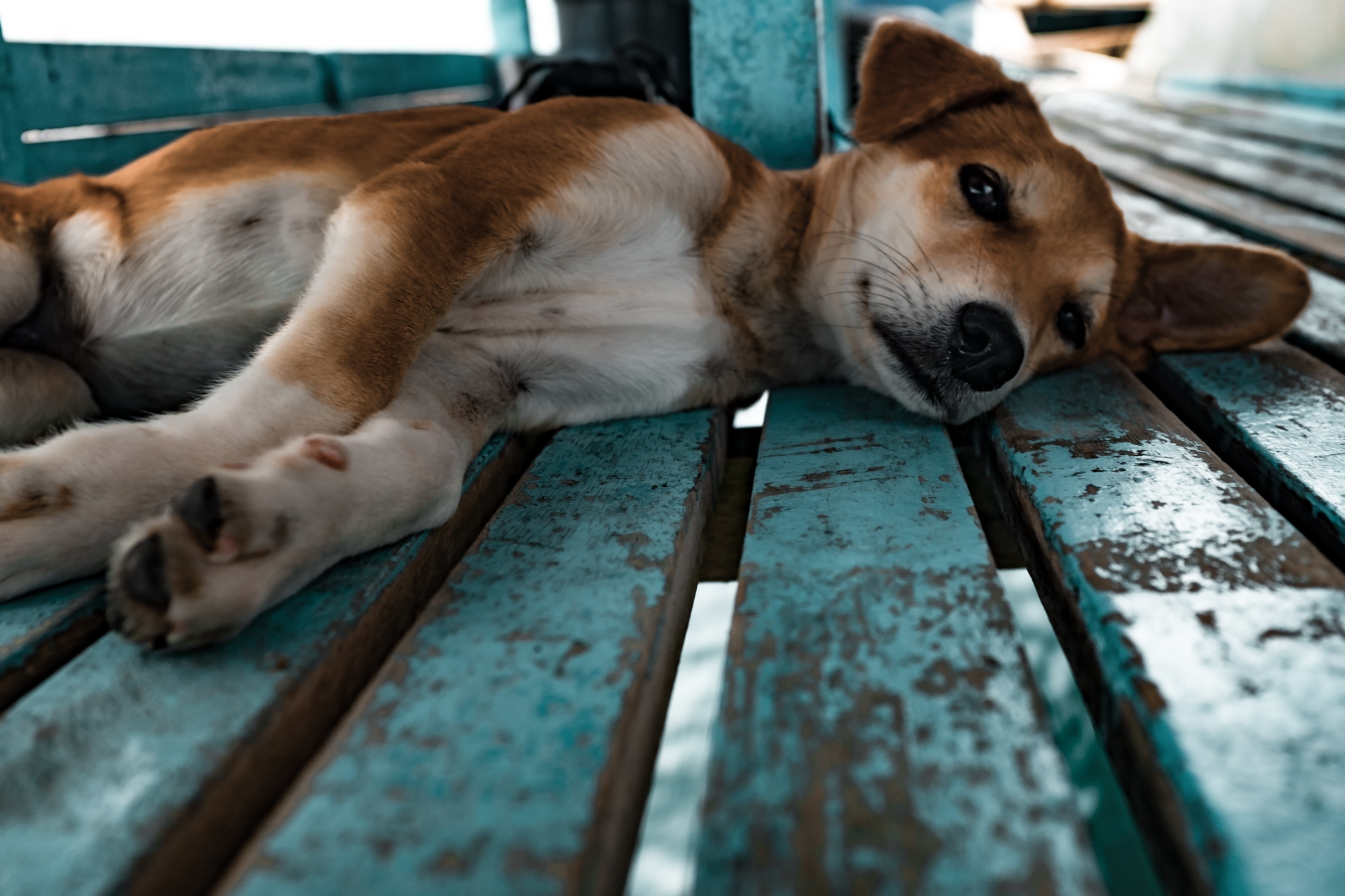 one Animal, domestic, outdoors, wood - Material, animal, brown, sleeping, no people, sitting, flooring, short, fence, animal head, friendship, white, purebred Dog, HD Wallpaper