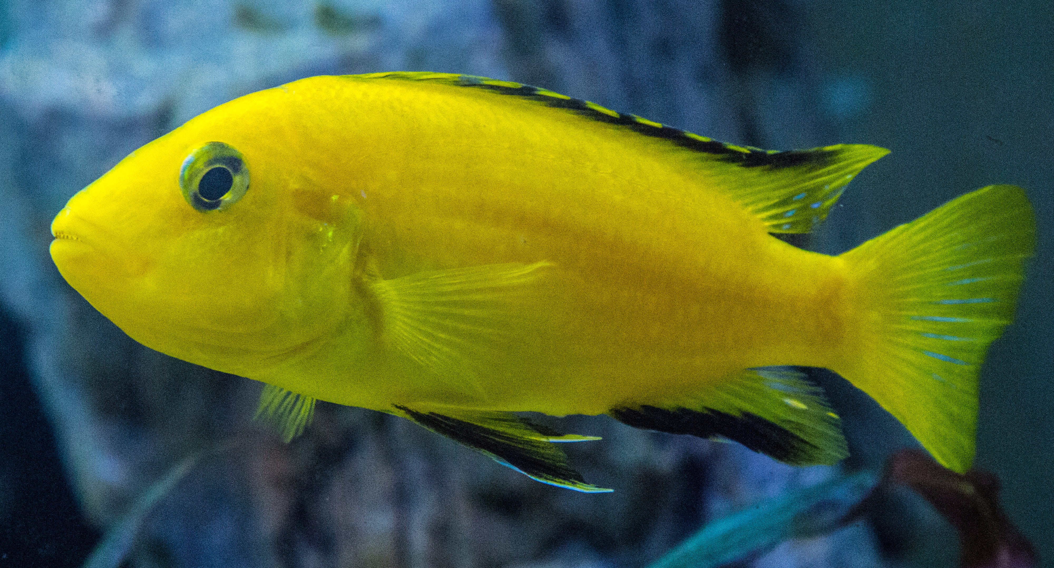 water, underwater, nature, animal themes, 4K, animal wildlife, vertebrate, animal, undersea, yellow, animals in the wild, one animal, no people, sea, close, HD Wallpaper