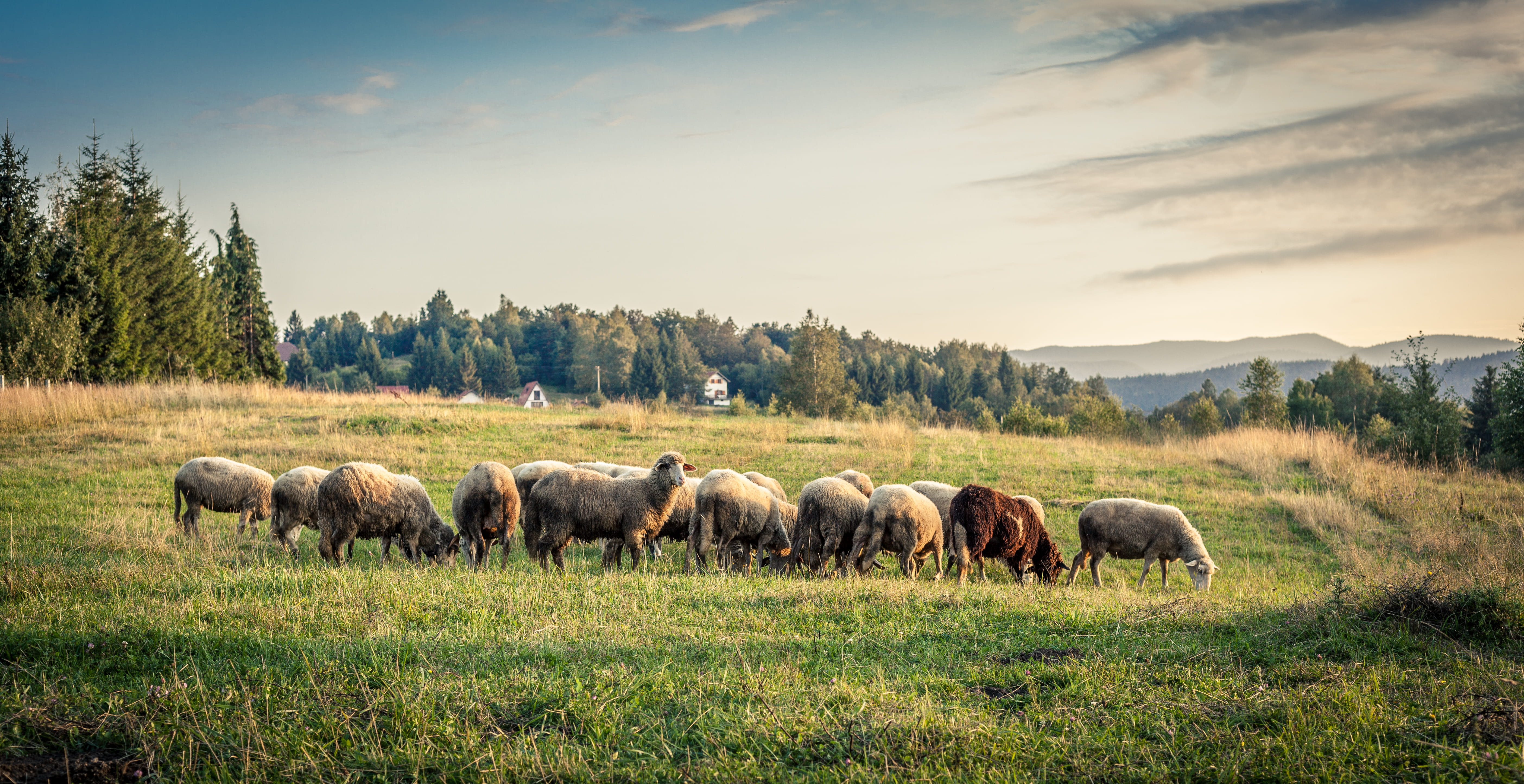 mala reka, grass, serbia, environment, animal, domestic animals, herbivorous, plant, group of animals, grassland, meadow, pasture, animals in the wild, HD Wallpaper
