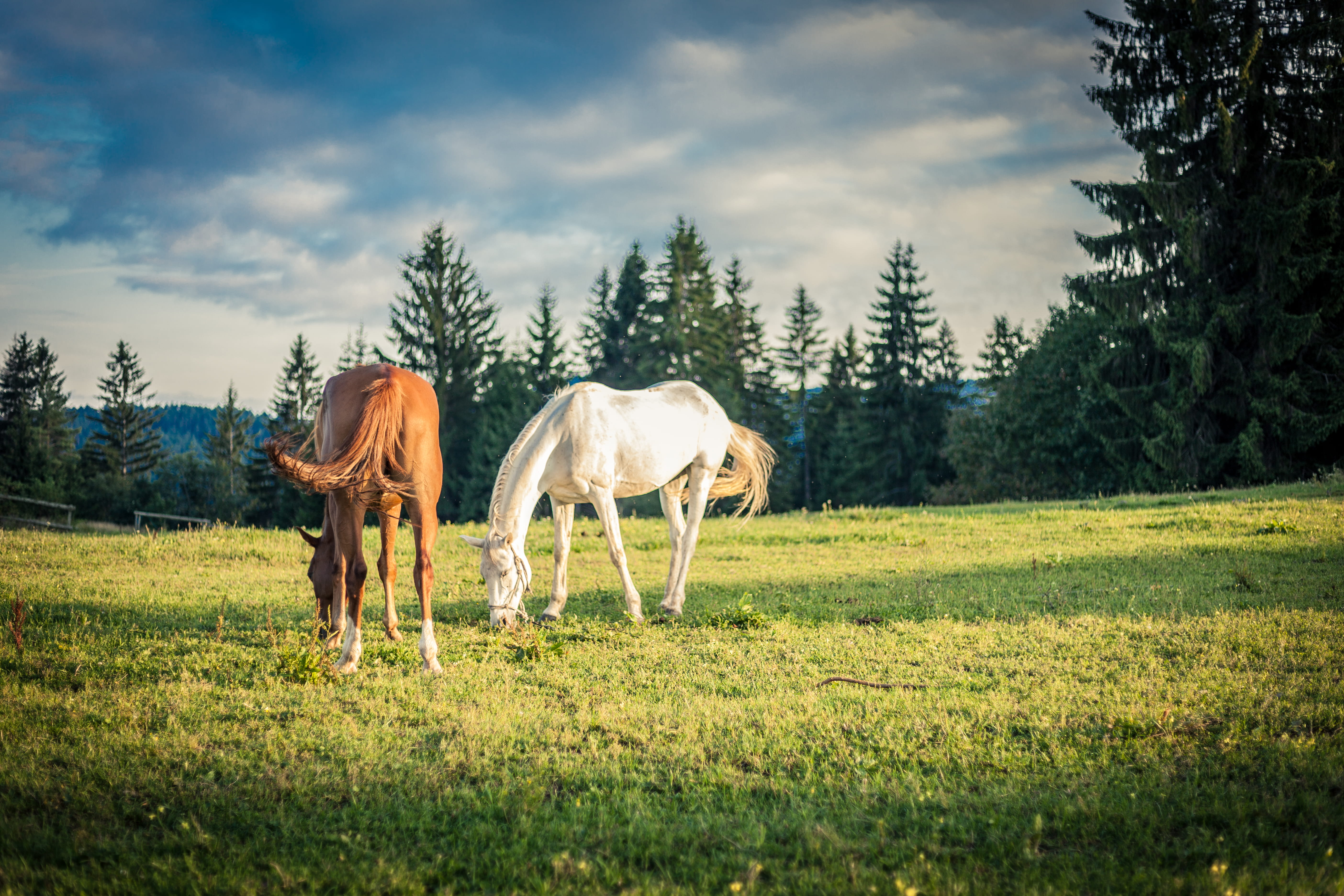 sky, plant, livestock, animal themes, trees, one animal, filed, mala reka, grassland, outdoors, tree, wild, field, mammal, horses, white, animal wildlife, HD Wallpaper