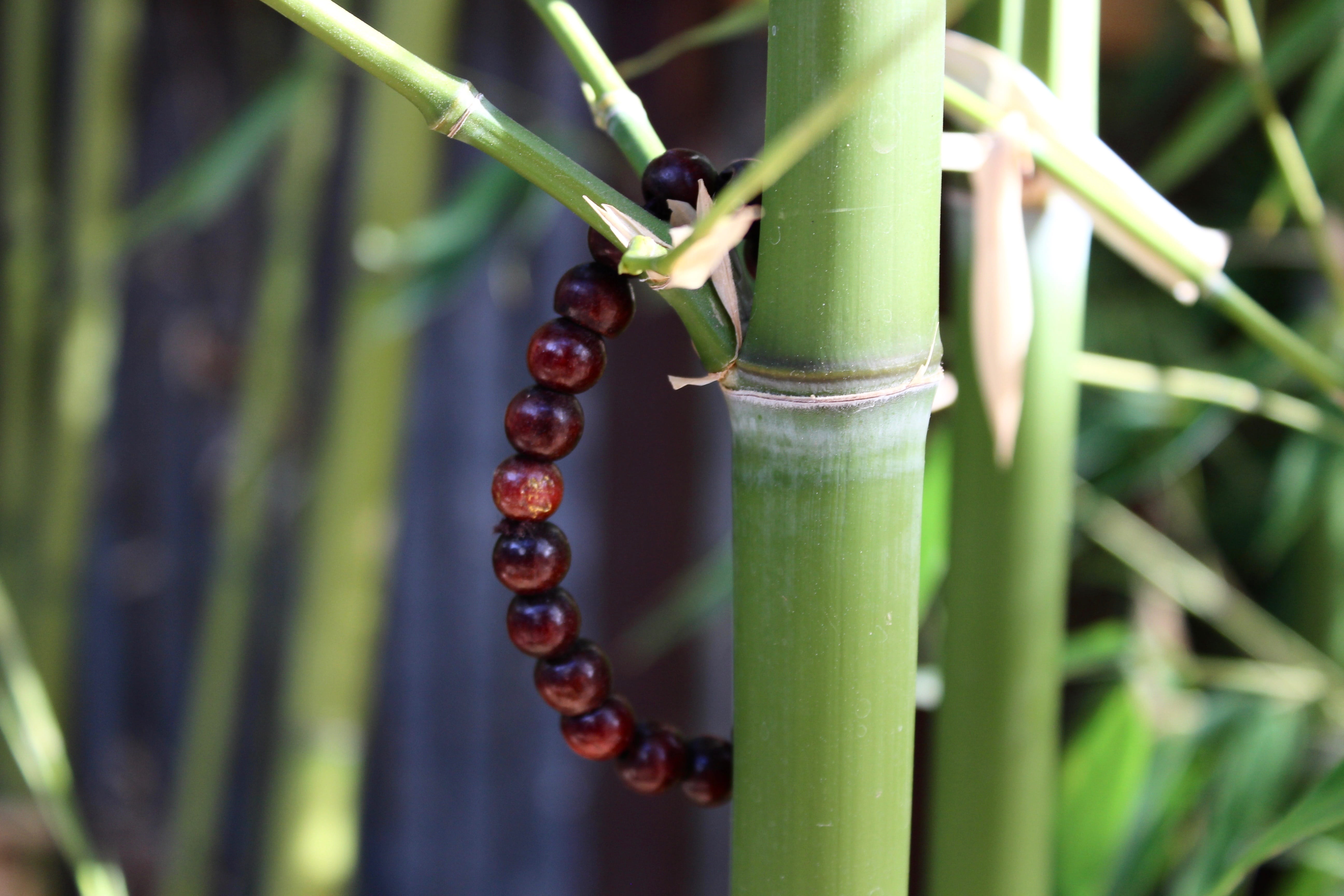 close-up, invertebrate, meditation, insect, selective focus, green color, animal themes, bamboo - plant, focus on foreground, food and drink, food, day, HD Wallpaper