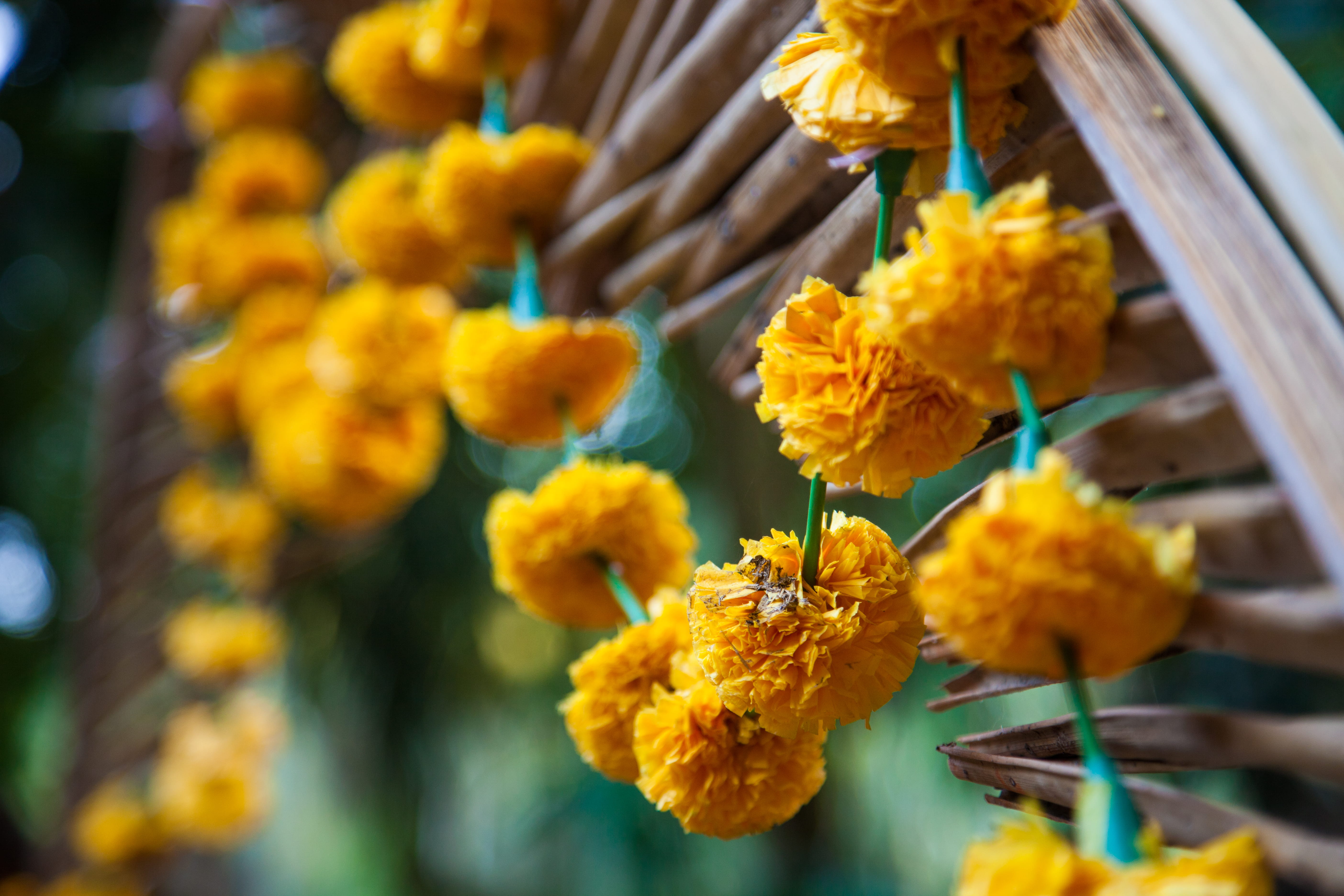 vulnerability, mala, 5K, outdoors, day, plant, yellow, goa, close-up, flower head, selective focus, inflorescence, beauty in nature, no people, nature, HD Wallpaper