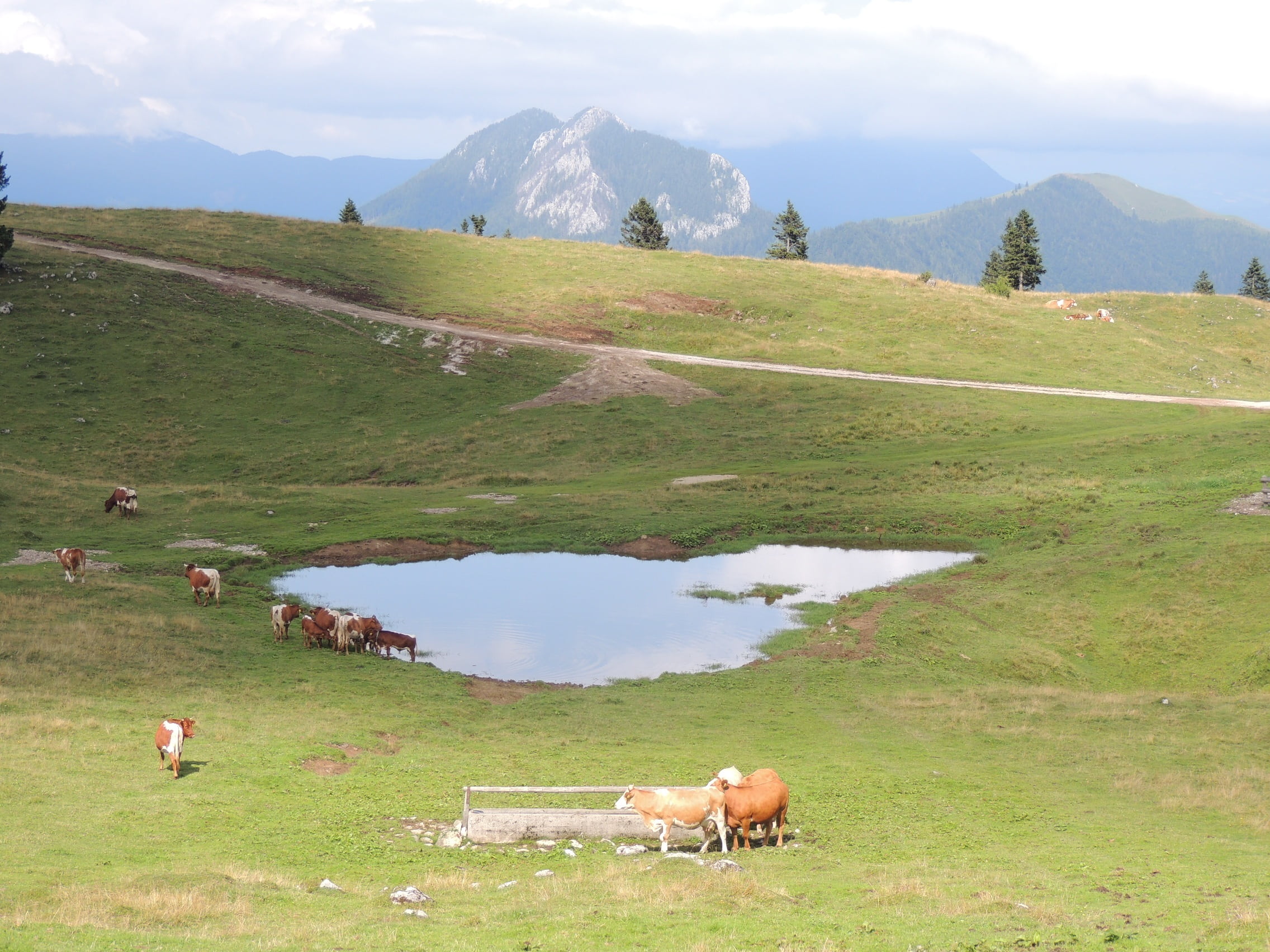 farm, environment, pasture, domestic, cattle, animal, summer, rural Scene, mammal, domestic animals, field, vertebrate, grazing, landscape, beauty in nature, HD Wallpaper