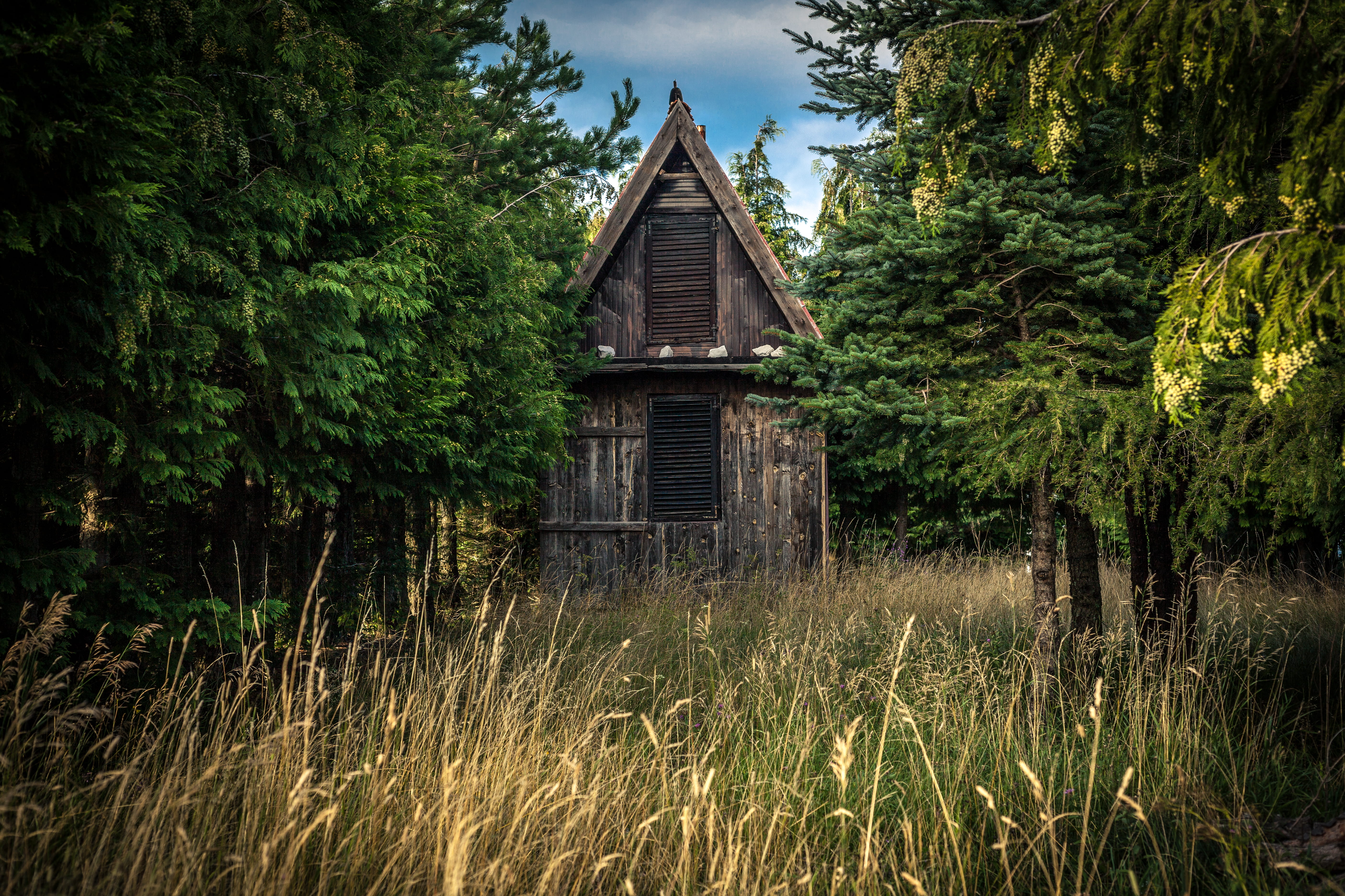 outdoors, brown, non-urban scene, building exterior, conifer, land, countryside, nature, growth, near, grass, 5K, hidden, trees, rural, shack, pine, forest, HD Wallpaper
