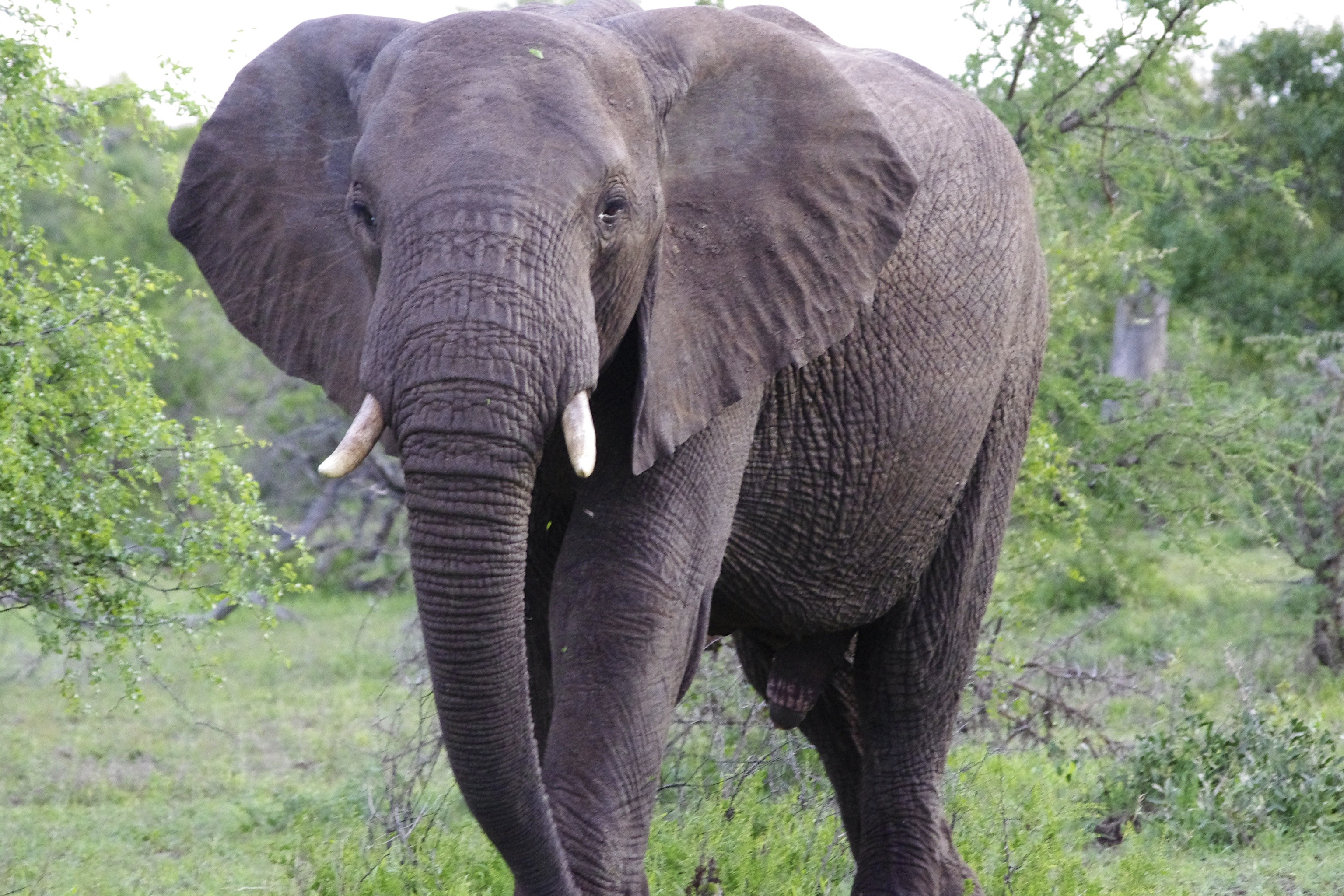 animal wildlife, animal, herbivorous, south africa, animal trunk, 2K, nature, animals in the wild, photography, near, tusk, mala mala, mala mala game reserve, HD Wallpaper