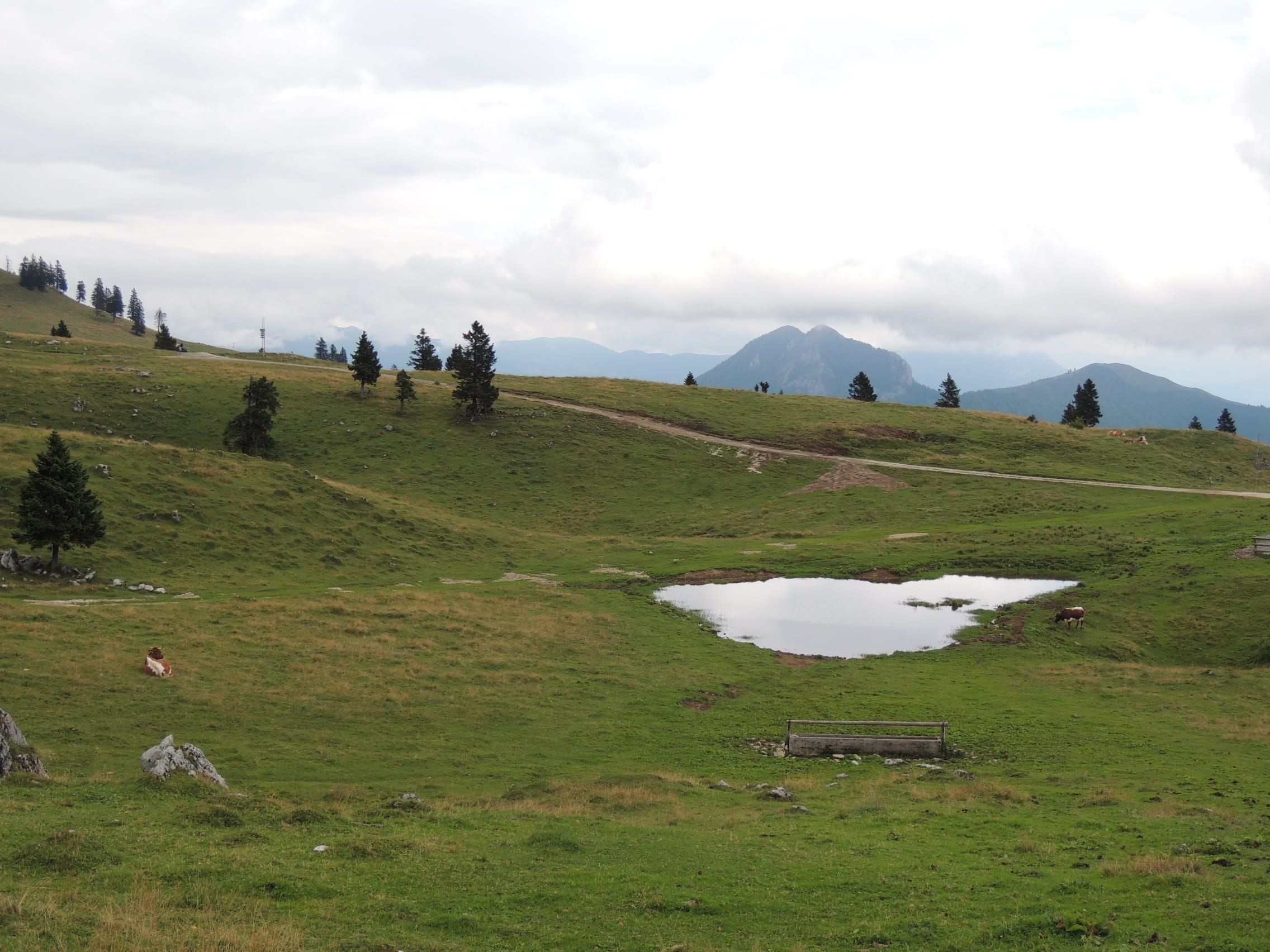 field, group of animals, 1080P, sky, grass, Mala Planina, large group of animals, plant, day, Lake, tranquil scene, no people, cloud - sky, water, non-urban scene, HD Wallpaper