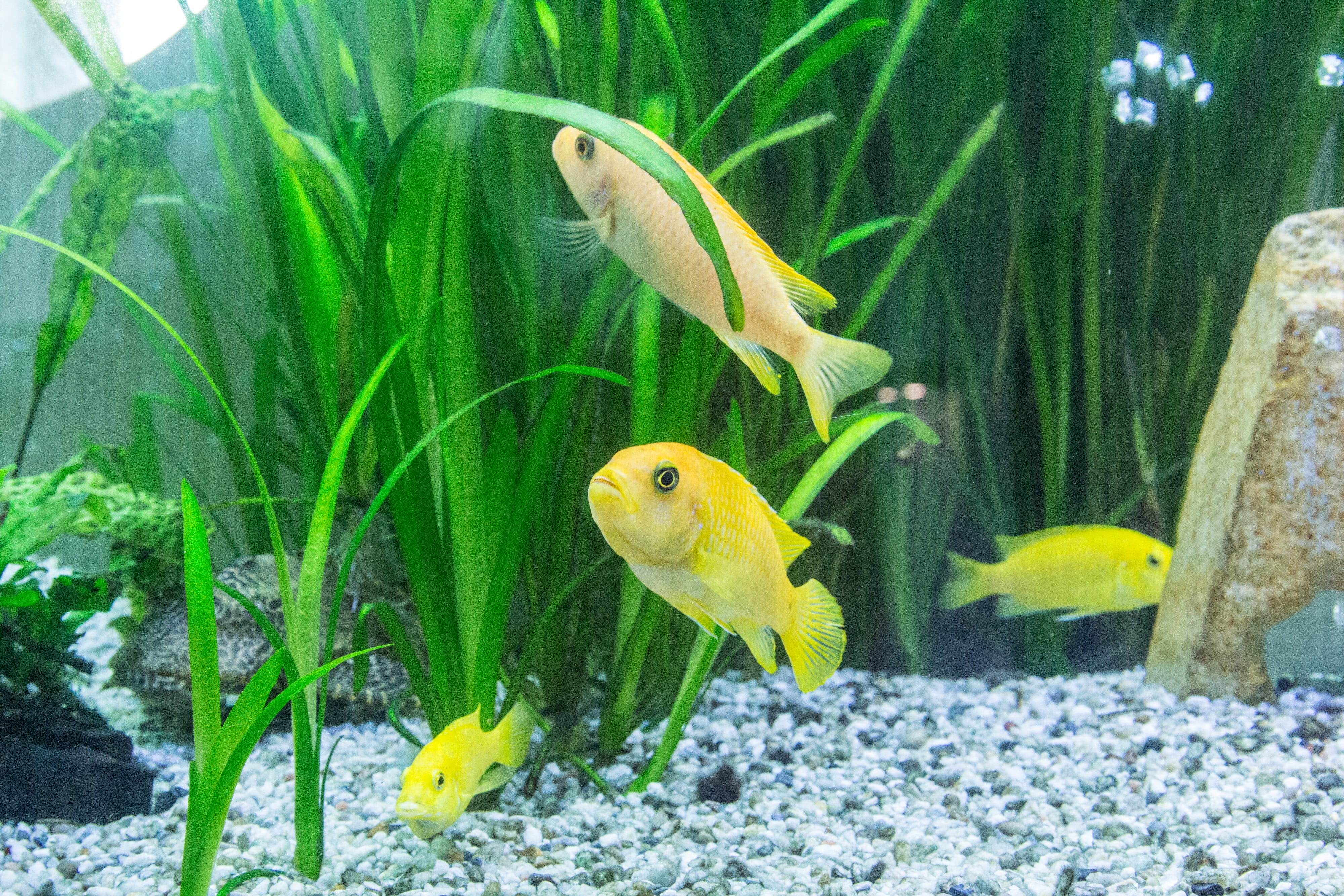 mala tegernsee, fish, animal wildlife, 4K, water, underwater, animals, glass - material, colorful gruff, animals in the wild, yellow, animal themes, nature, HD Wallpaper