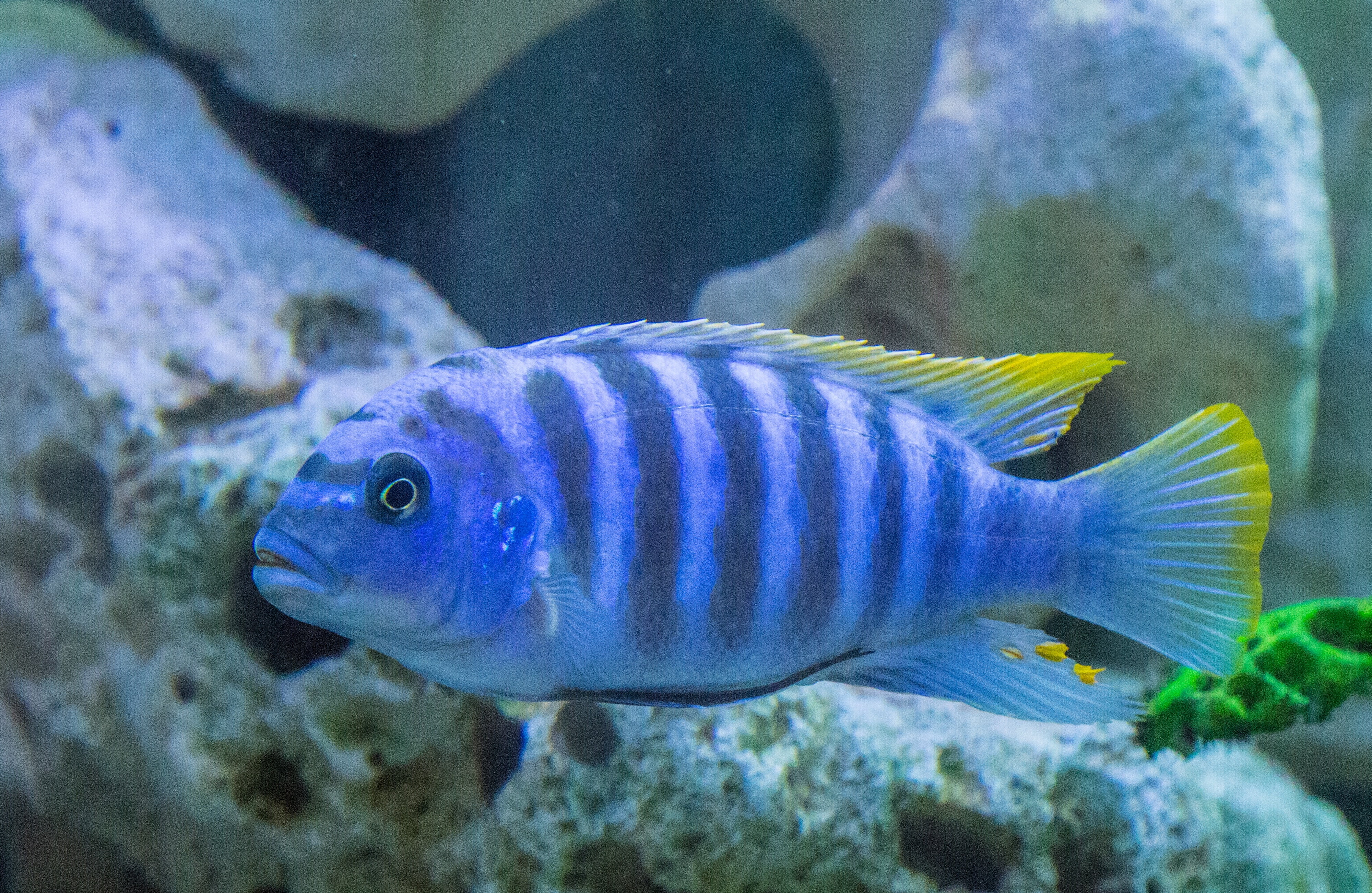 animals in the wild, 4K, nature, males, colorful gruff, sea, close, animal wildlife, tank, animal, underwater, vertebrate, mouthbrooders, one animal, no people, HD Wallpaper