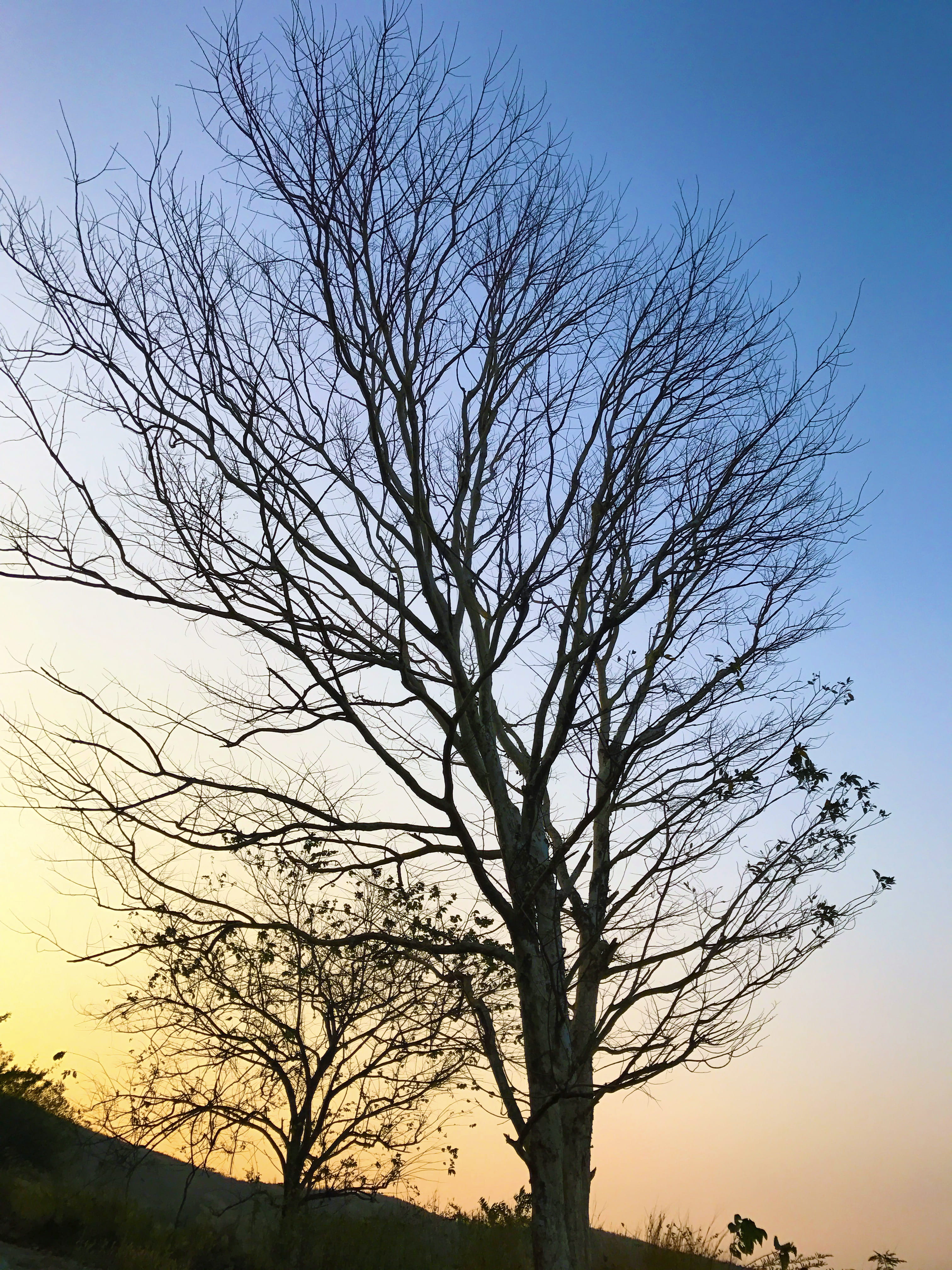 hike, iphone7, tranquil scene, growth, outdoors, india, plant, sky, forest, tranquility, tree trunk, nature, tree, bare tree, beauty in nature, branch, Phone HD Wallpaper