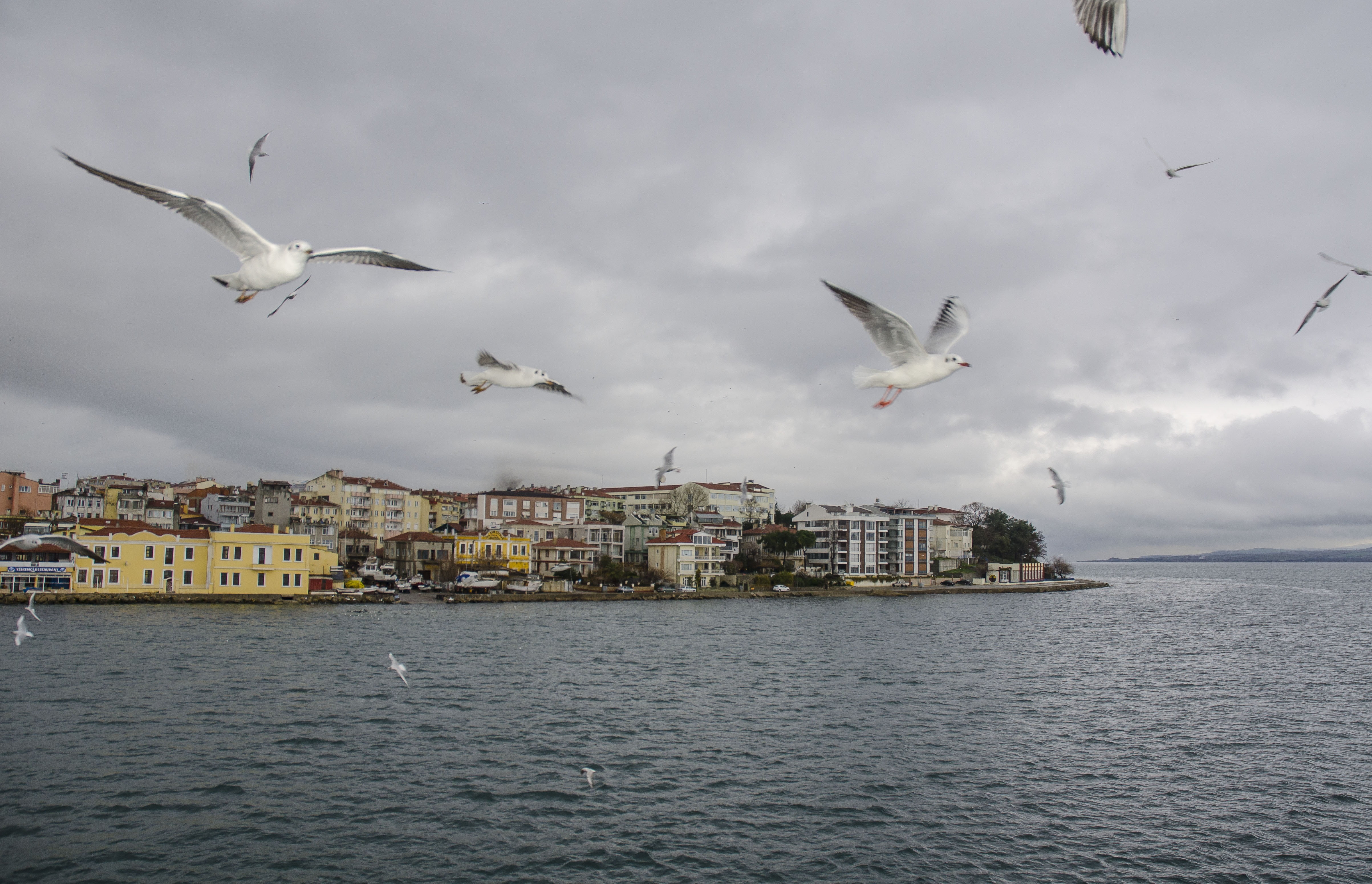 cloud - sky, sky, nature, built structure, animals in the wild, animal, the scenery, group of animals, flying, mala mala strait, mid-air, sea, architecture, HD Wallpaper