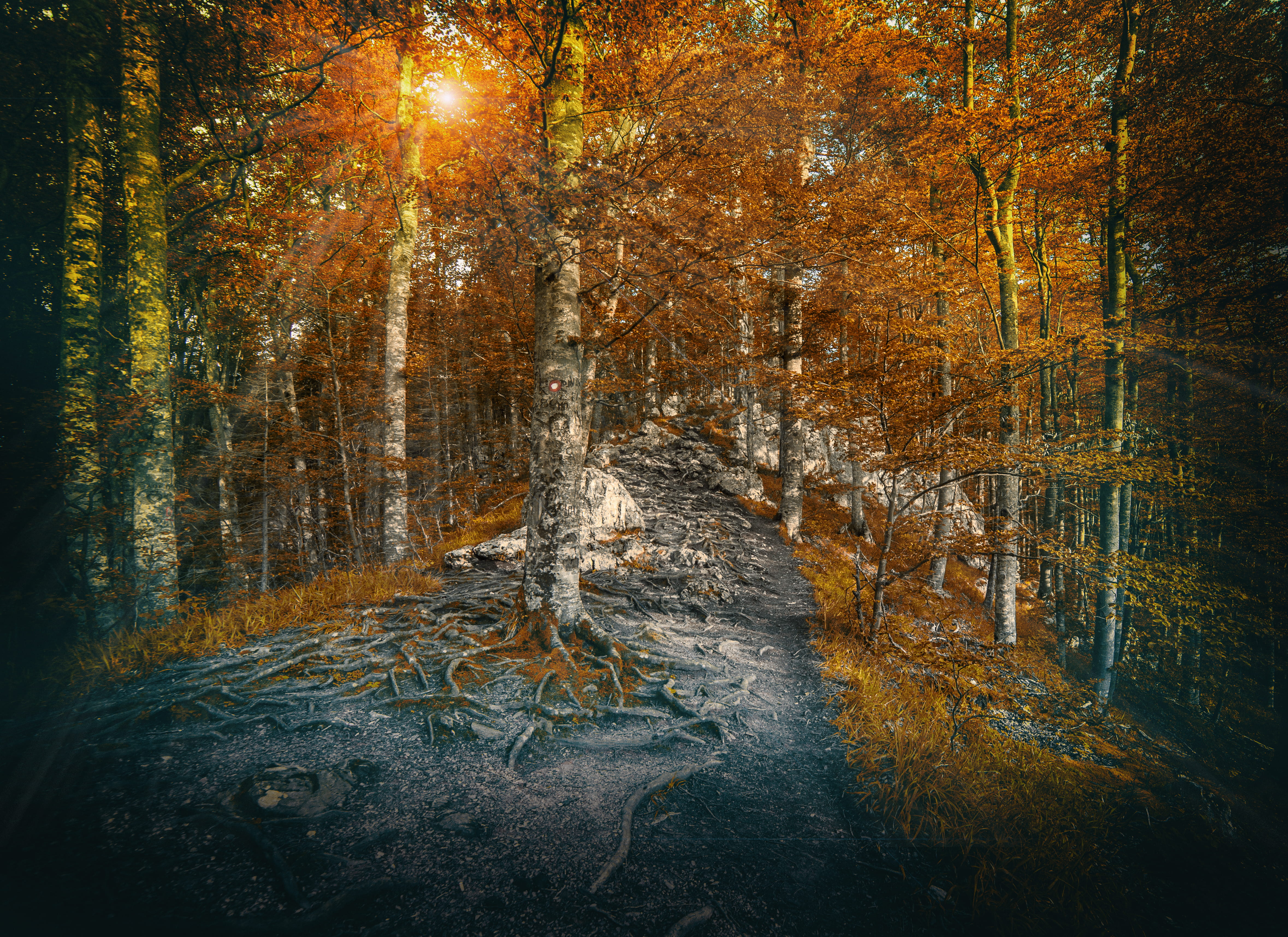 peak road, outdoors, tranquility, mala reka, growth, beauty in nature, mountain, woodland, nature, serbia, црњесково, day, tree, plant, non-urban scene, HD Wallpaper