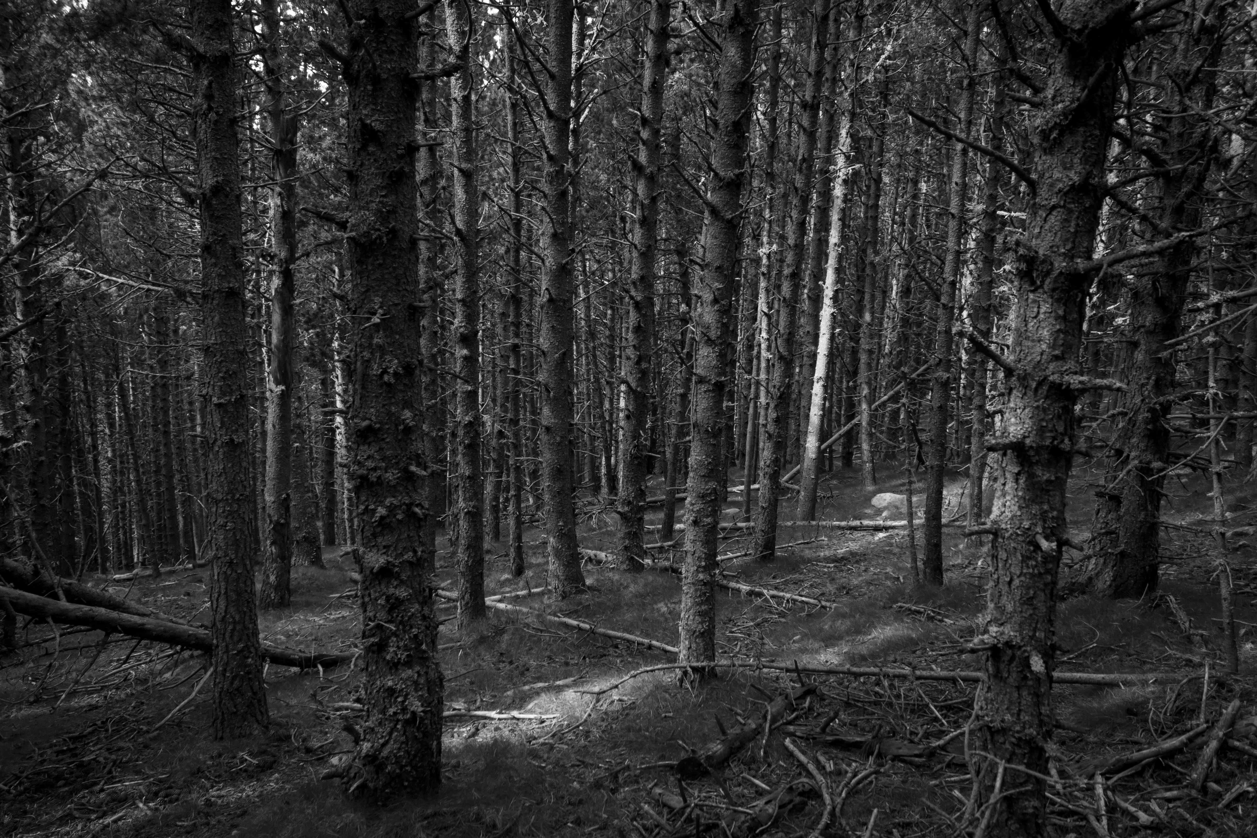 plant, landscape, tree, peaceful, trunk, dead tree, forest, outdoors, environment, full, growth, tree trunk, hiking, 5K, dry branch, woodland, black and white, HD Wallpaper