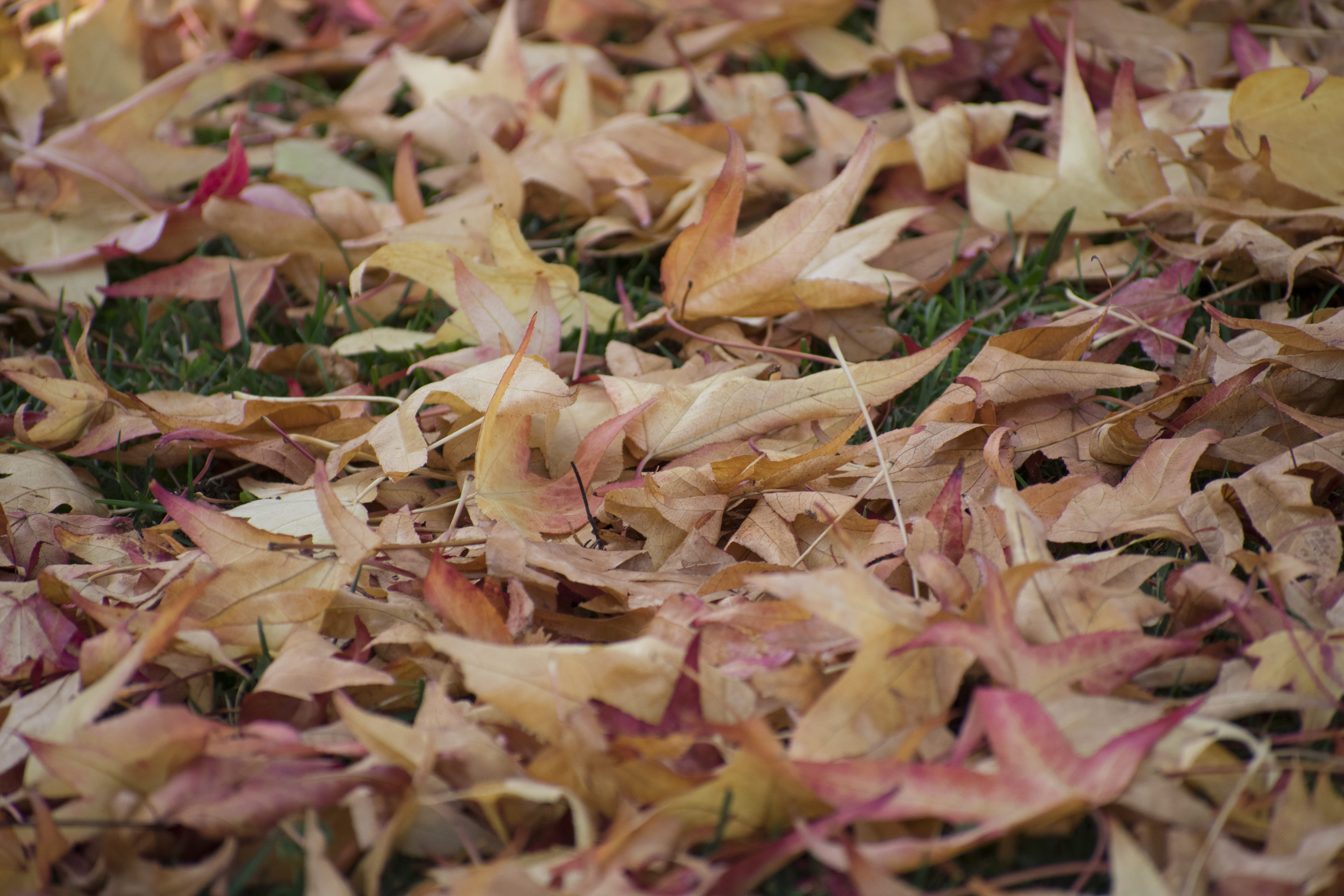 dry, luz, change, day, nature, peace, full frame, plant part, falling, leaves, no people, red, high angle view, fall, selective focus, light, yellow, beauty in nature, HD Wallpaper