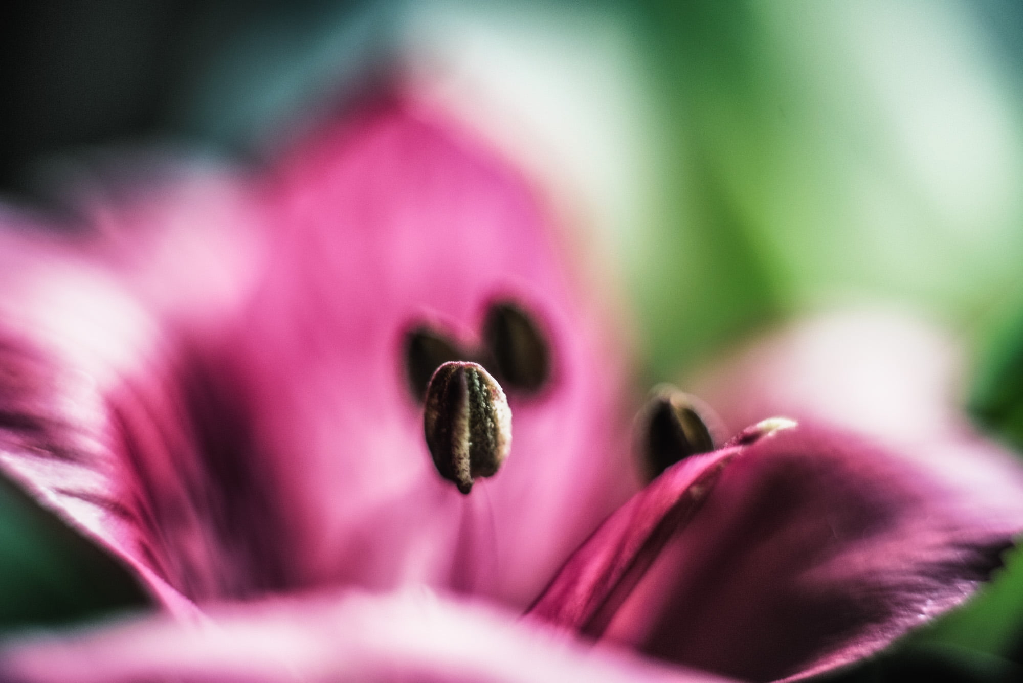 bien, 1080P, blossom, single Flower, parfum, nature, beauty In Nature, soft, petal, close up, color, nikon  D750, close-up, bloom, treasure, light, quiet, HD Wallpaper