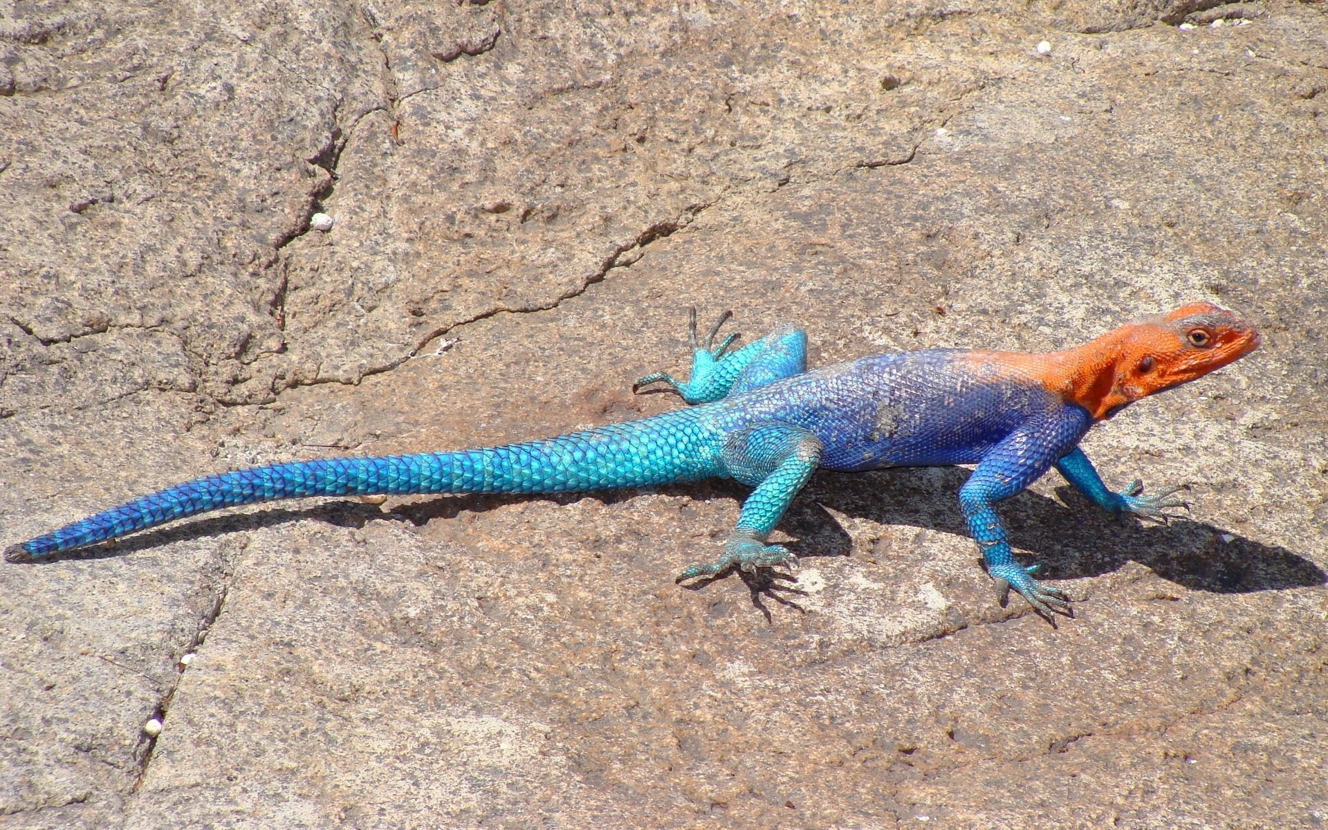 1080P, Agama, Lizard, Reptiles, HD Wallpaper