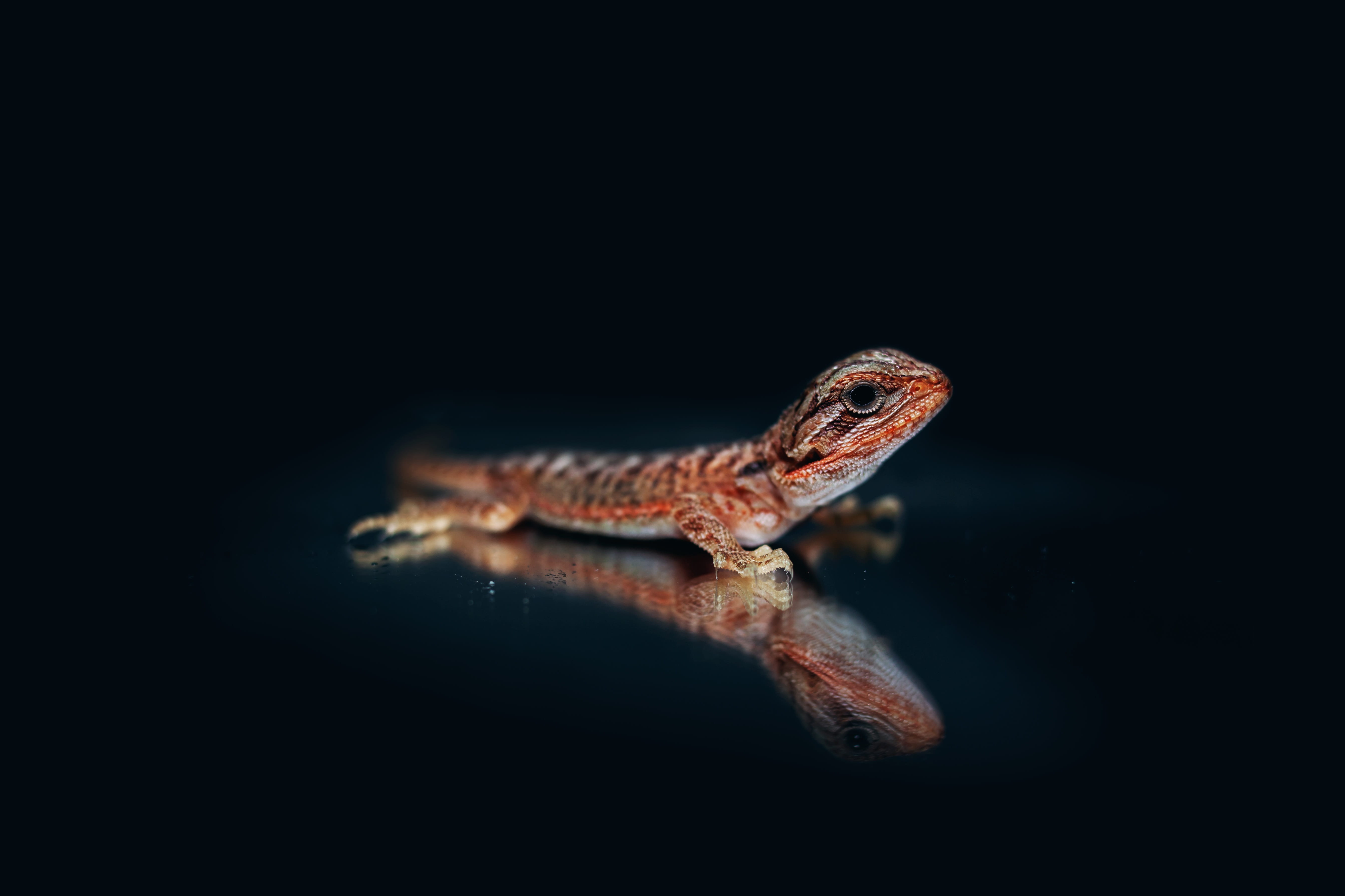 5K, bearded dragon, vertebrate, scales, eyes, animals, flaky, night, animal head, portrait, reptile, studio shot, black, agamas, animal body part, animal, HD Wallpaper