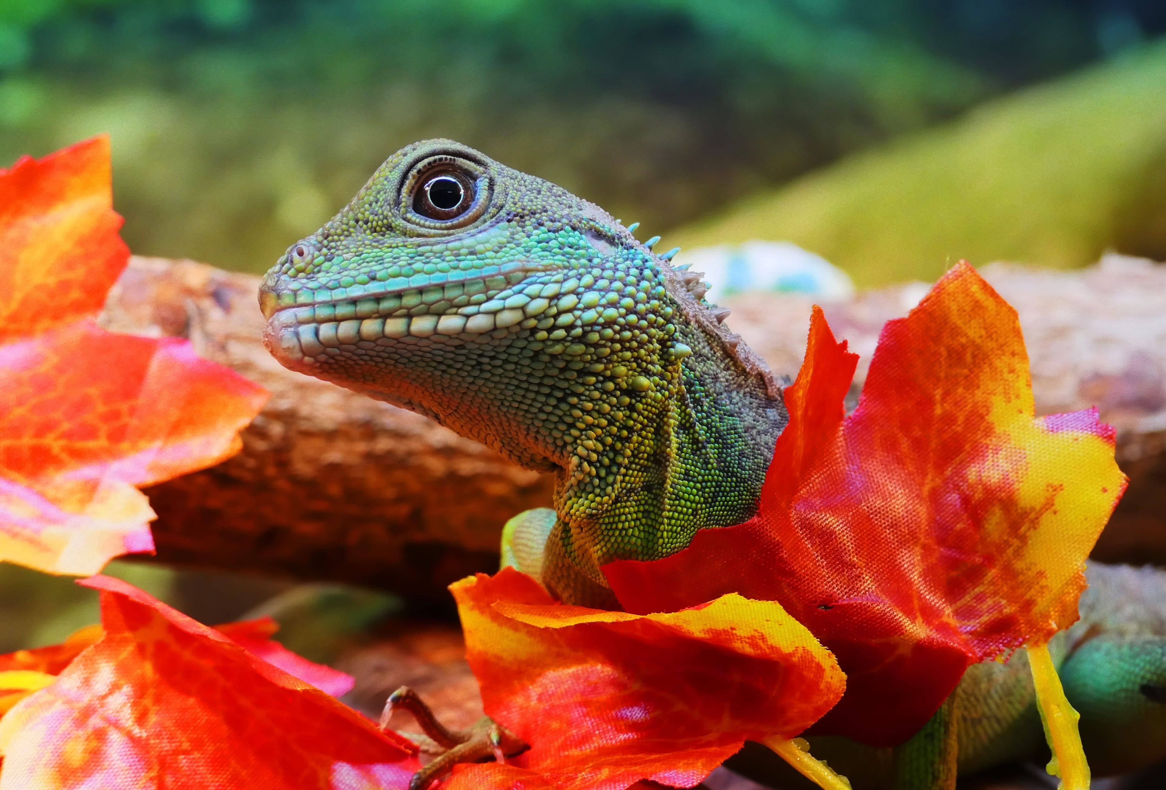 drake, animal head, tropical, iguana, beauty in nature, wild, cocincinus, chinese dragon, skin, focus on foreground, animal body part, physignathus, nature, HD Wallpaper