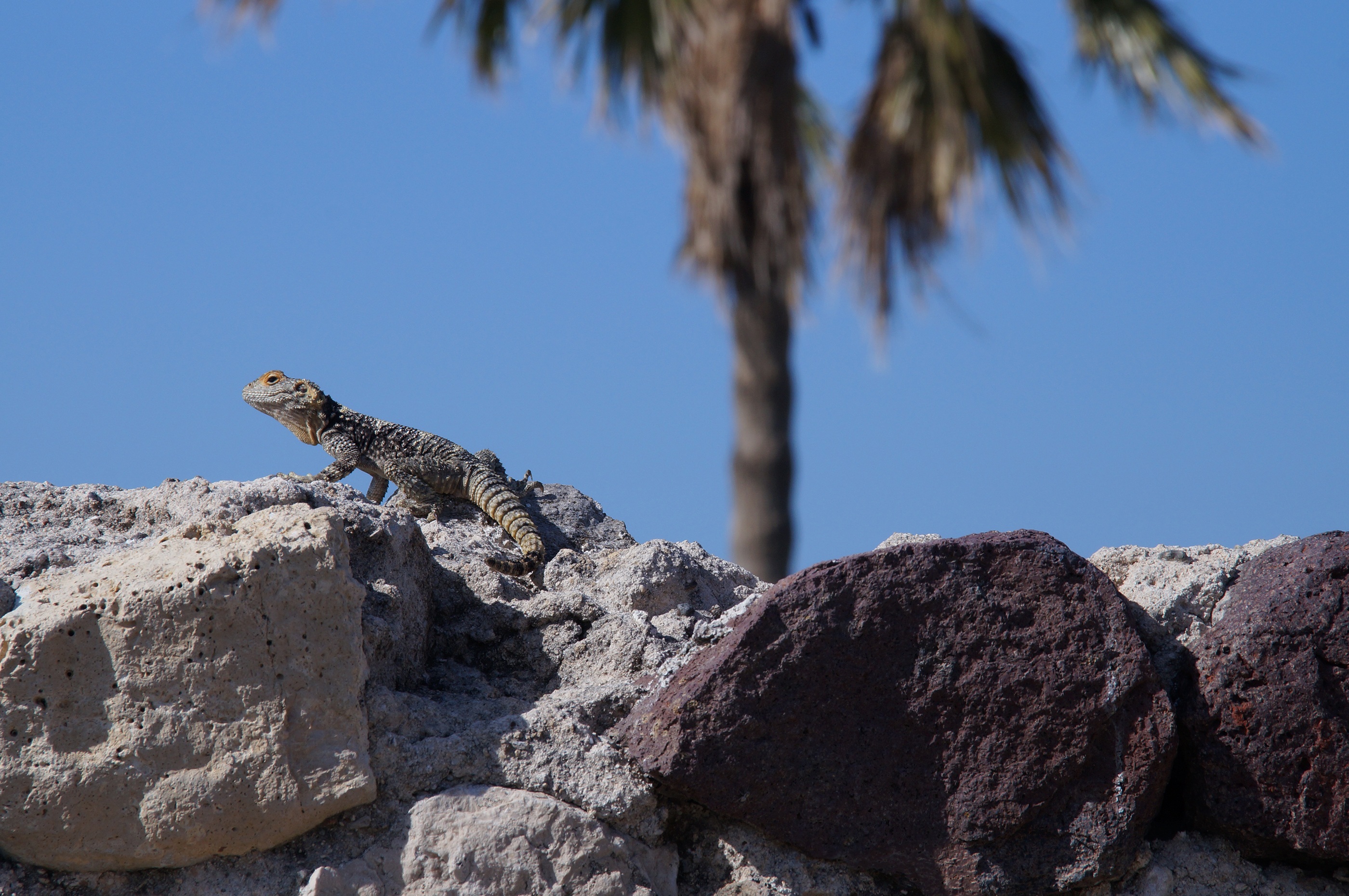 rock, no people, greece, sun, nature, agamas, wildlife, hardun, spin tail, rock - object, day, solid, sky, 2K, iguana, heat, animal, lizard, kos, stone, HD Wallpaper