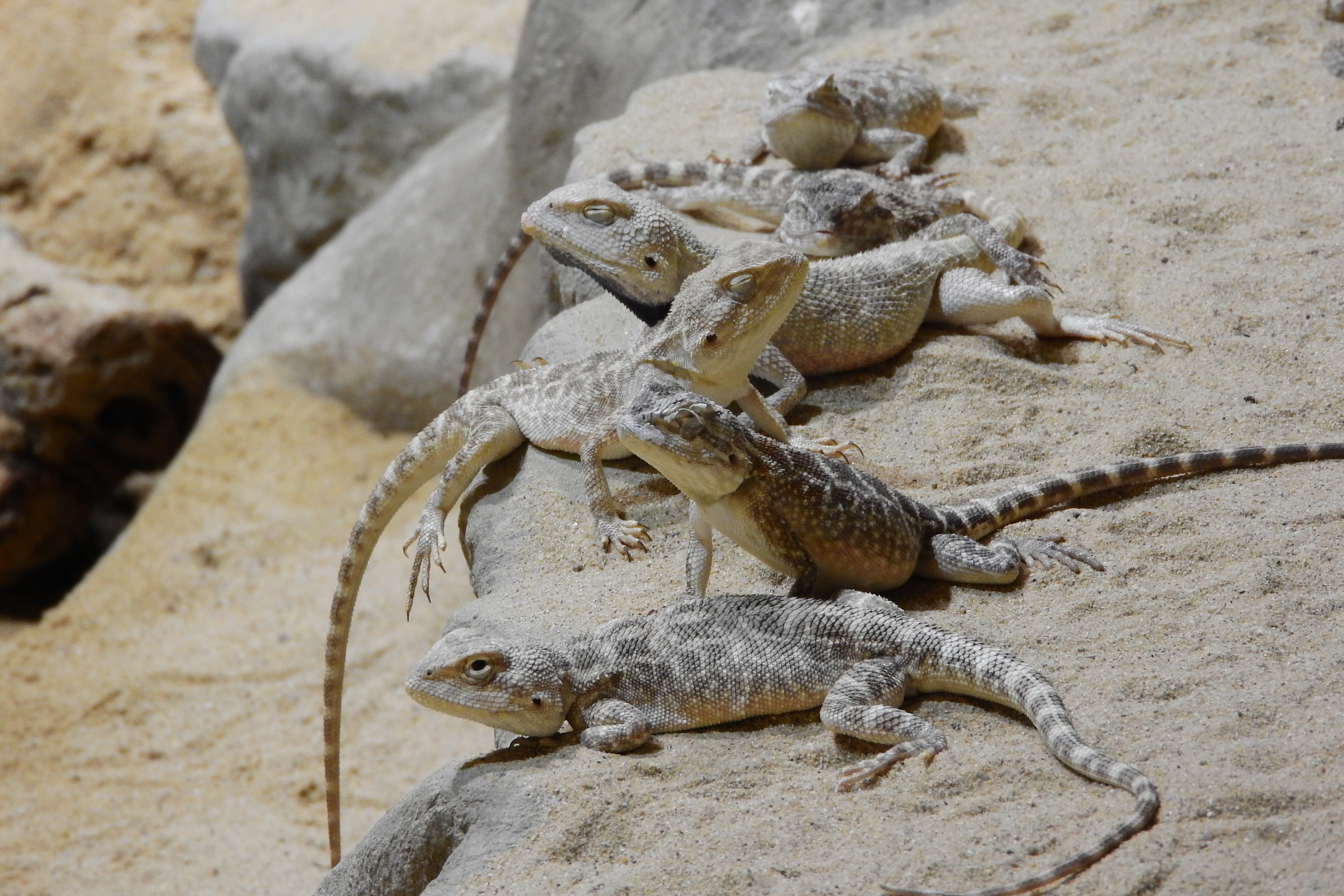 no people, vertebrate, group of animals, animals in the wild, close-up, day, animal, the prague zoo, a group of agam, rock, agamas, Agama, agama steppe, HD Wallpaper