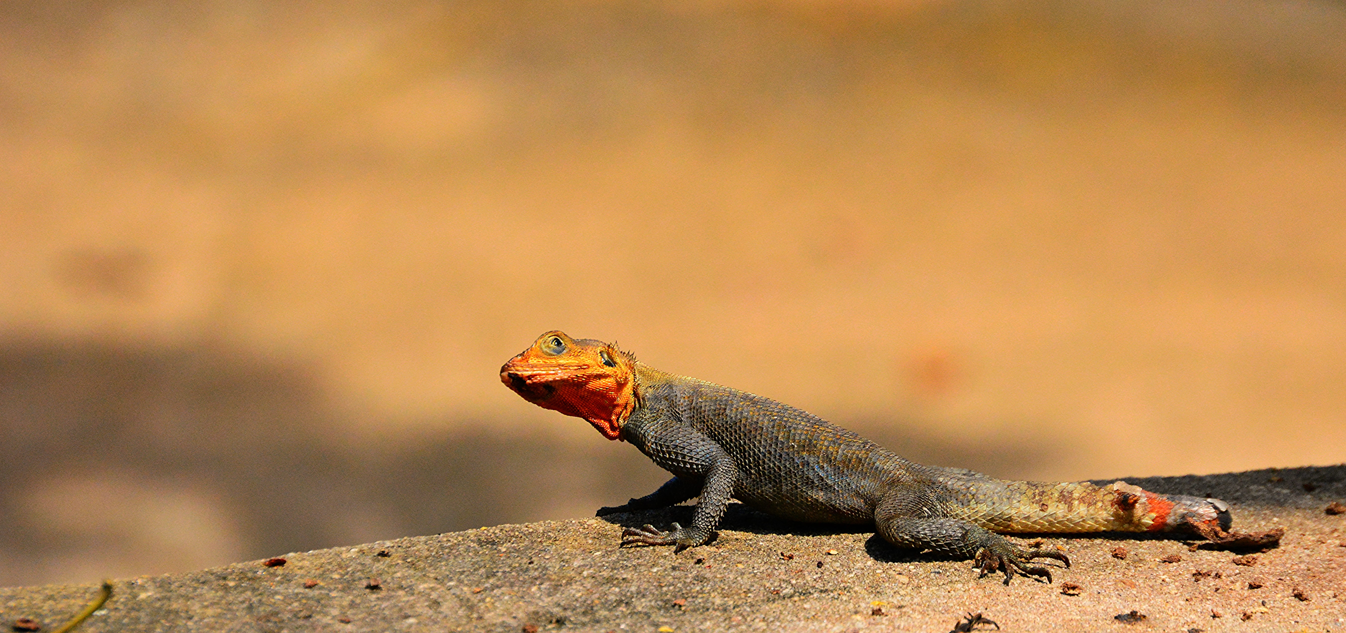 nature, mouth open, focus, red, iguana, tropical Climate, rock - object, animal themes, 5K, wildlife, gray, Agama Agama, shallow, lizard, day, full length, HD Wallpaper