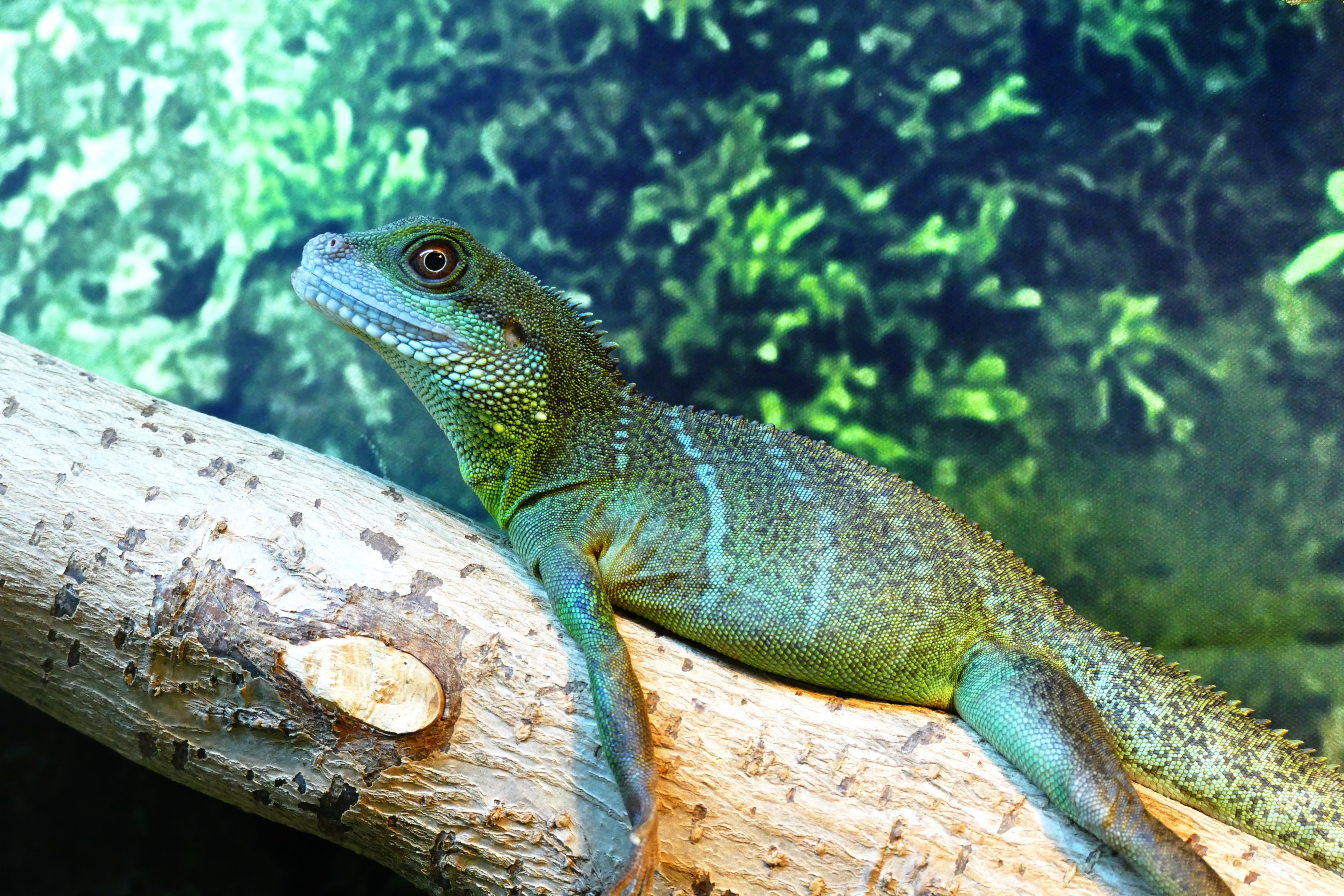 looking, no people, animal, nature, wood - material, close-up, wildlife, single, one animal, creature, eye, green, colorful, herpetology, gecko, focus on foreground, HD Wallpaper