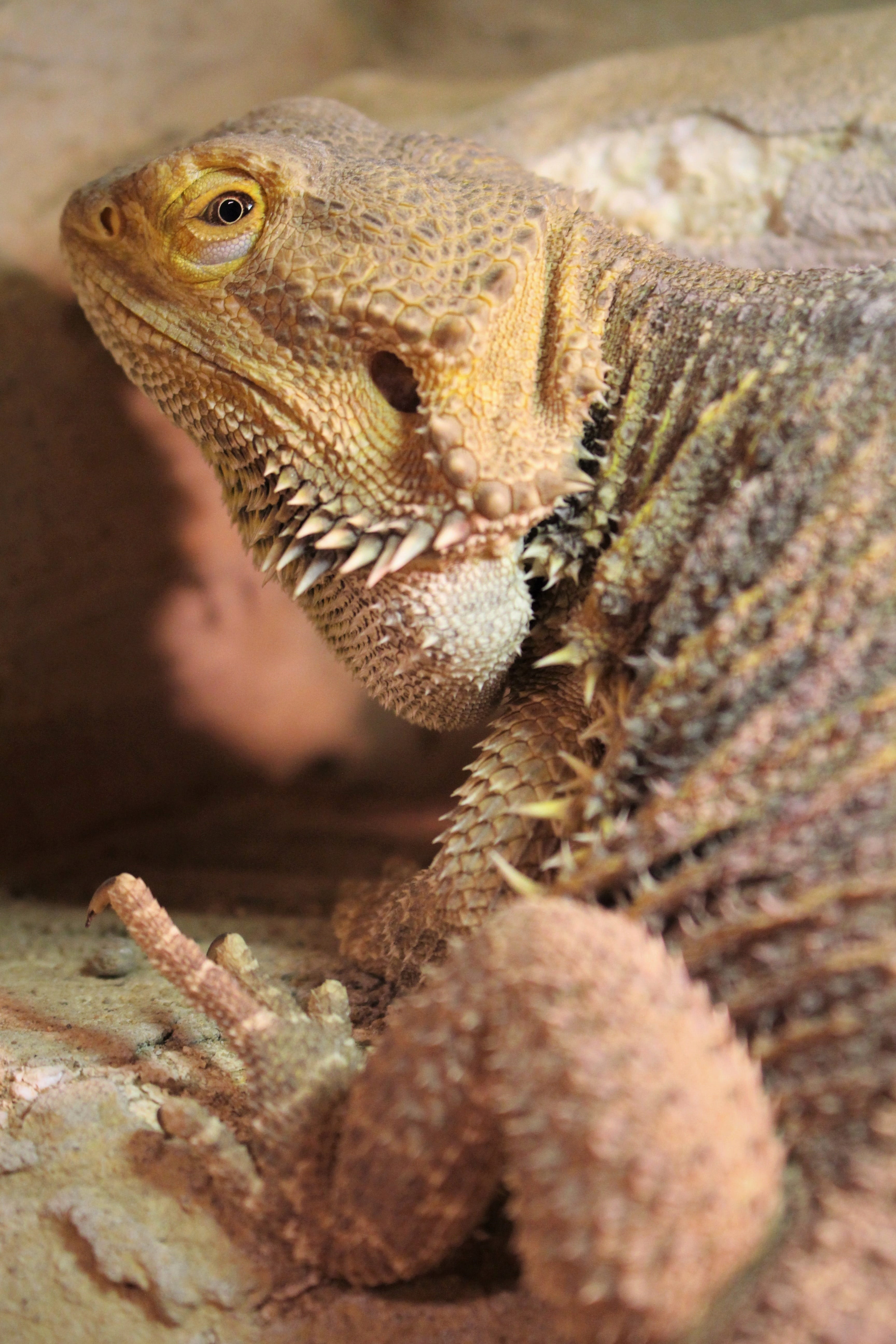 focus on foreground, no people, luckašnytr, animal eye, exotic, bearded dragon, vivarium, animal wildlife, lizard, reptile, 5K, looking, one animal, animal, Phone HD Wallpaper