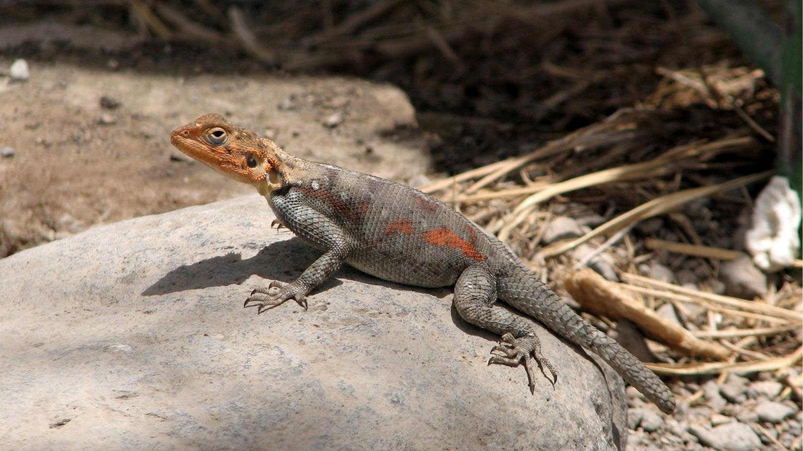 Agama, Reptiles, 720P, HD Wallpaper
