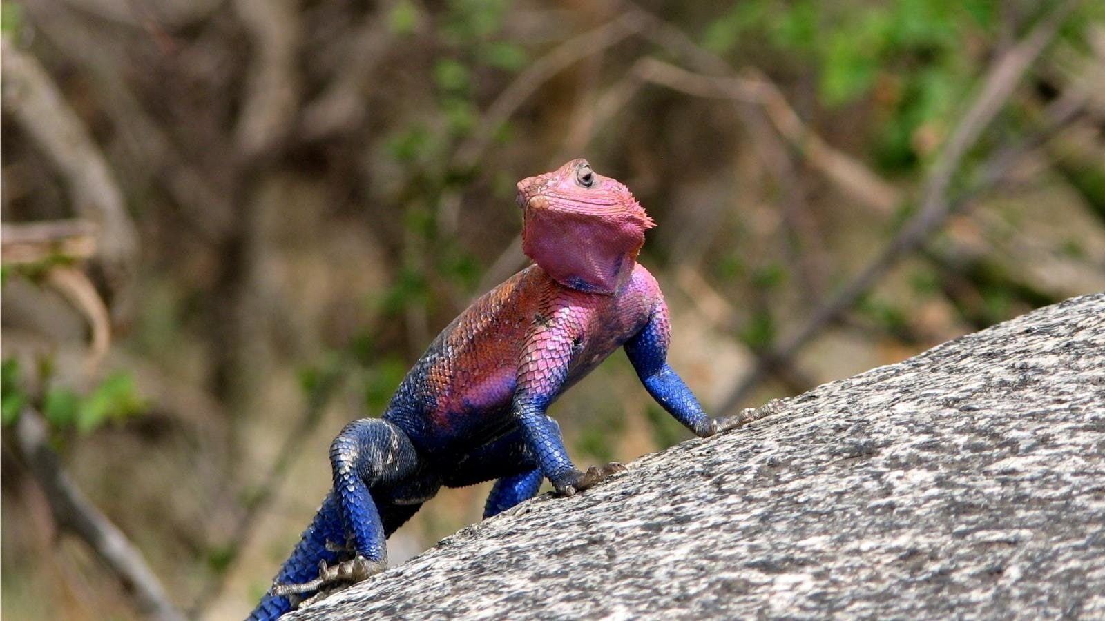 Reptiles, 720P, Agama, HD Wallpaper