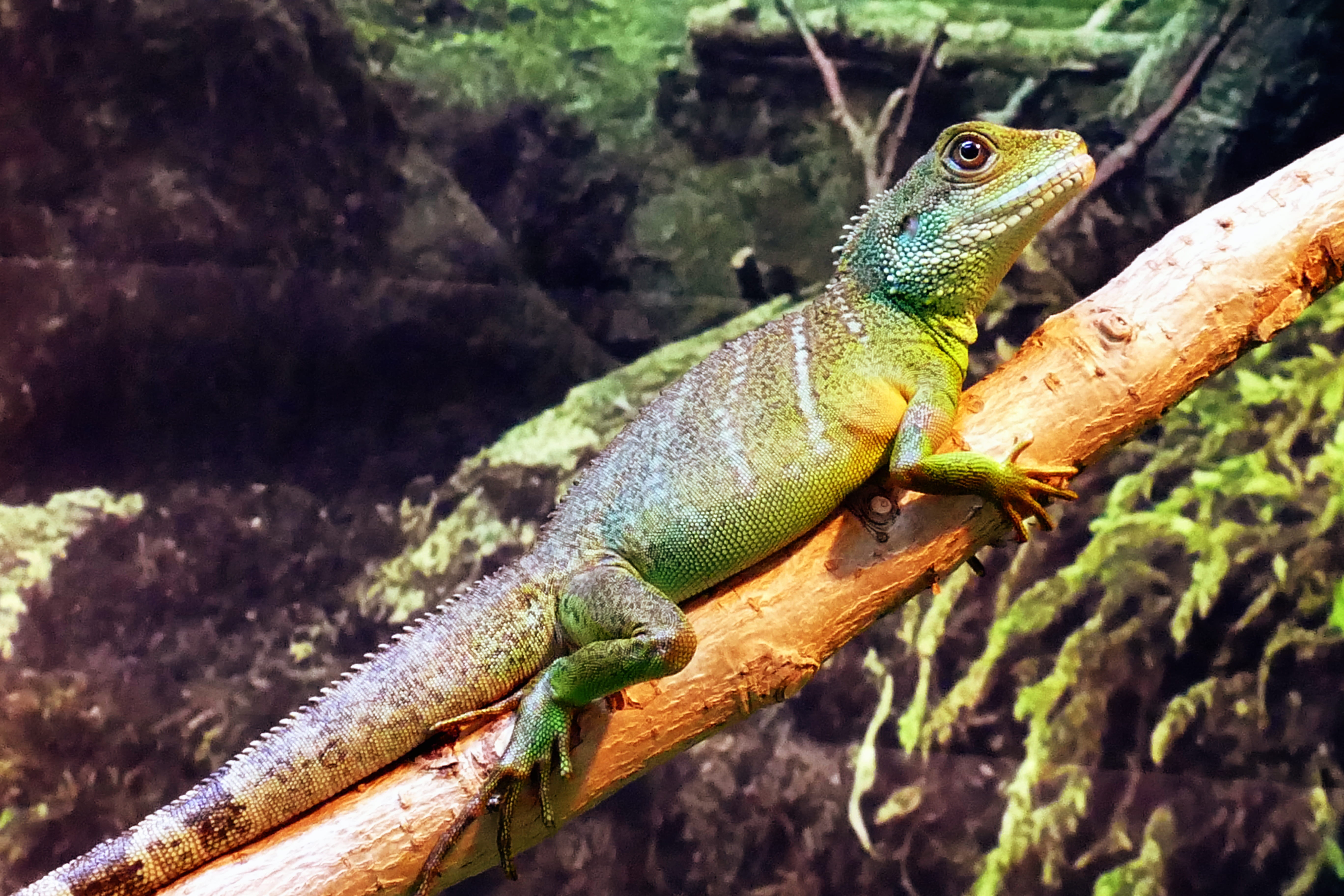 Chinese, one, no people, animals And Pets, focus on foreground, outdoor, green, wildlife, animal, one animal, crawling, arboreal, vitality, asian, side view, HD Wallpaper
