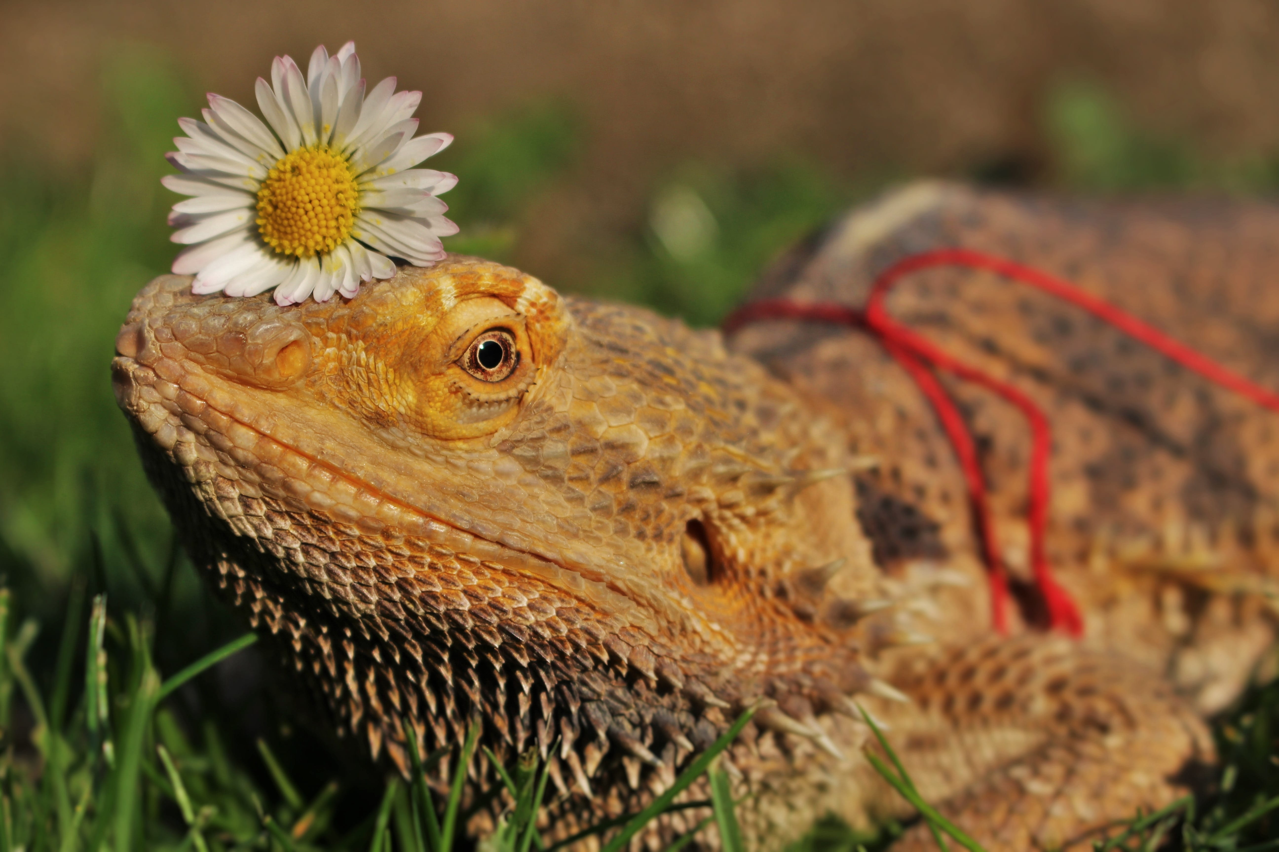 beauty in nature, day, luckašnytr, sunny, animals in the wild, head, selective focus, animal scale, vertebrate, flowering plant, animal wildlife, focus on foreground, HD Wallpaper