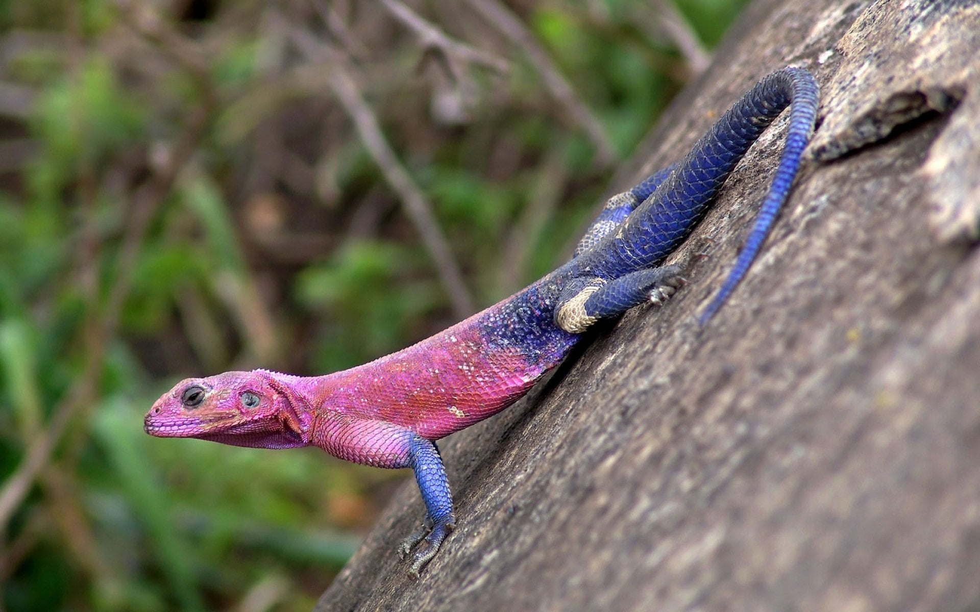 animal head, Reptiles, vertebrate, reptile, wood - material, one animal, nature, tree trunk, animal mouth, outdoors, side view, Agama, day, animal body part, HD Wallpaper