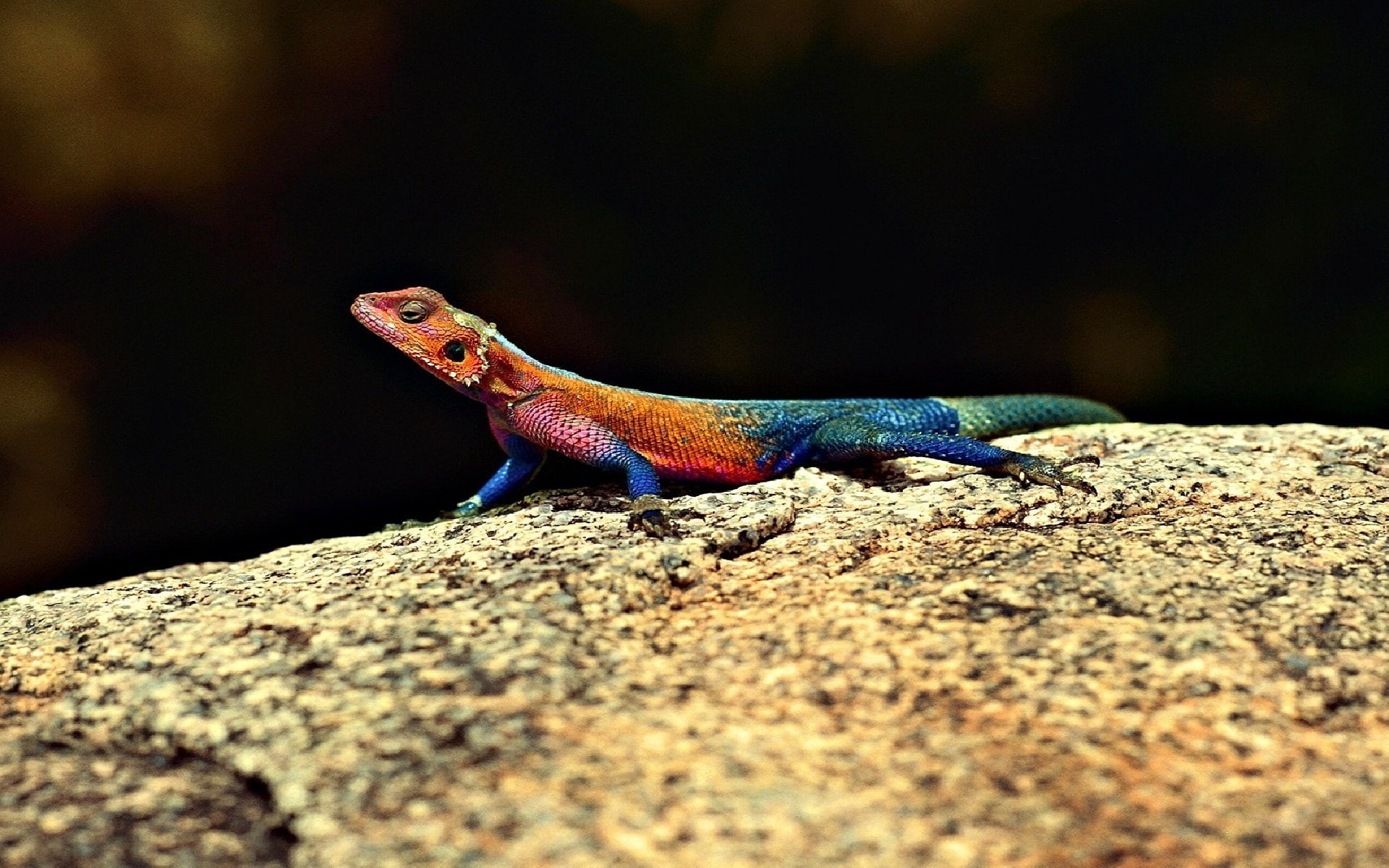 animal scale, lizard, solid, reptile, close-up, animal, one animal, no people, day, outdoors, side view, profile view, animal themes, nature, rock - object, HD Wallpaper