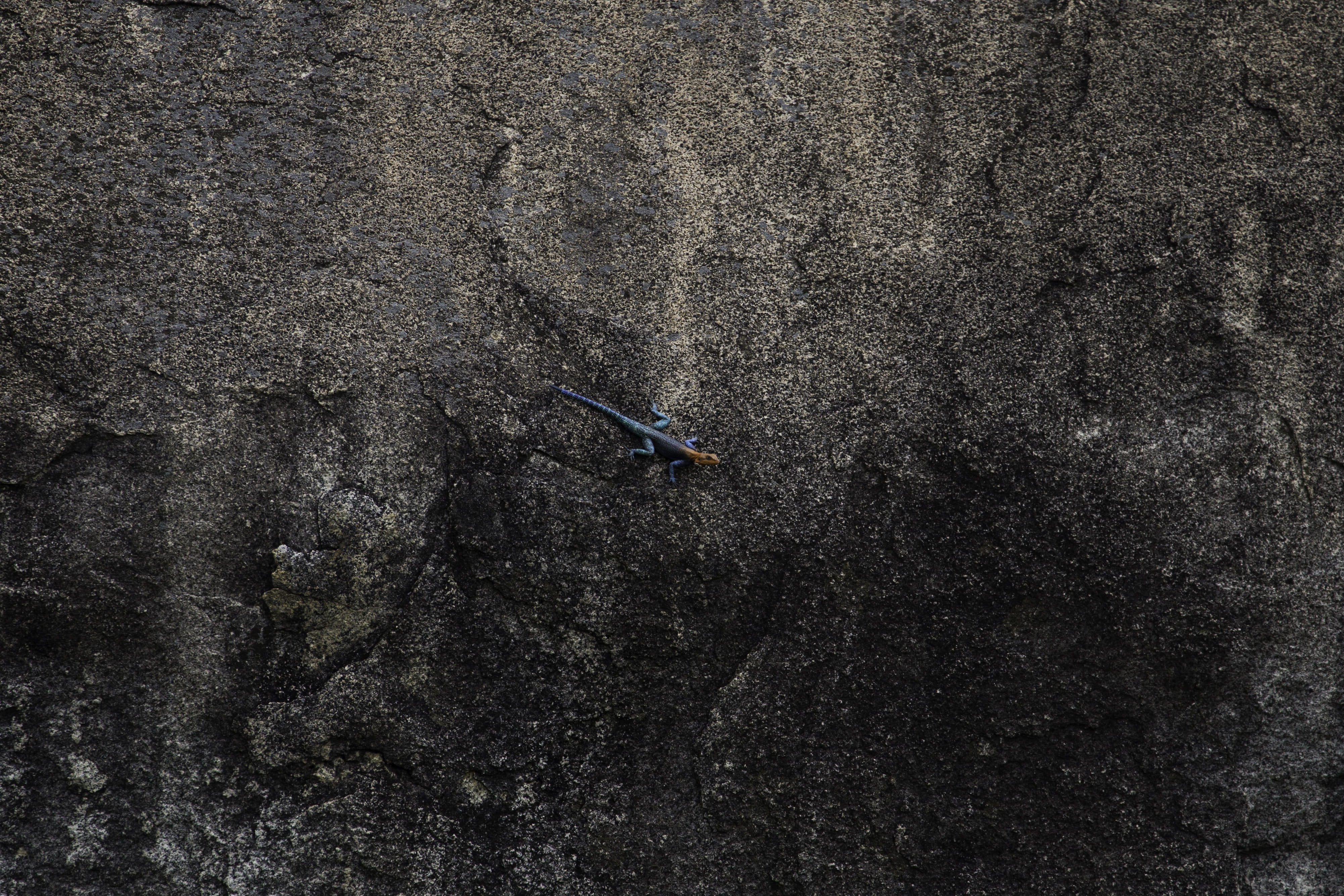 lizard, nature, high angle view, small, animal themes, Ruaha National Park, day, transportation, animals in the wild, Tanzania, outdoors, full frame, pavementy, HD Wallpaper
