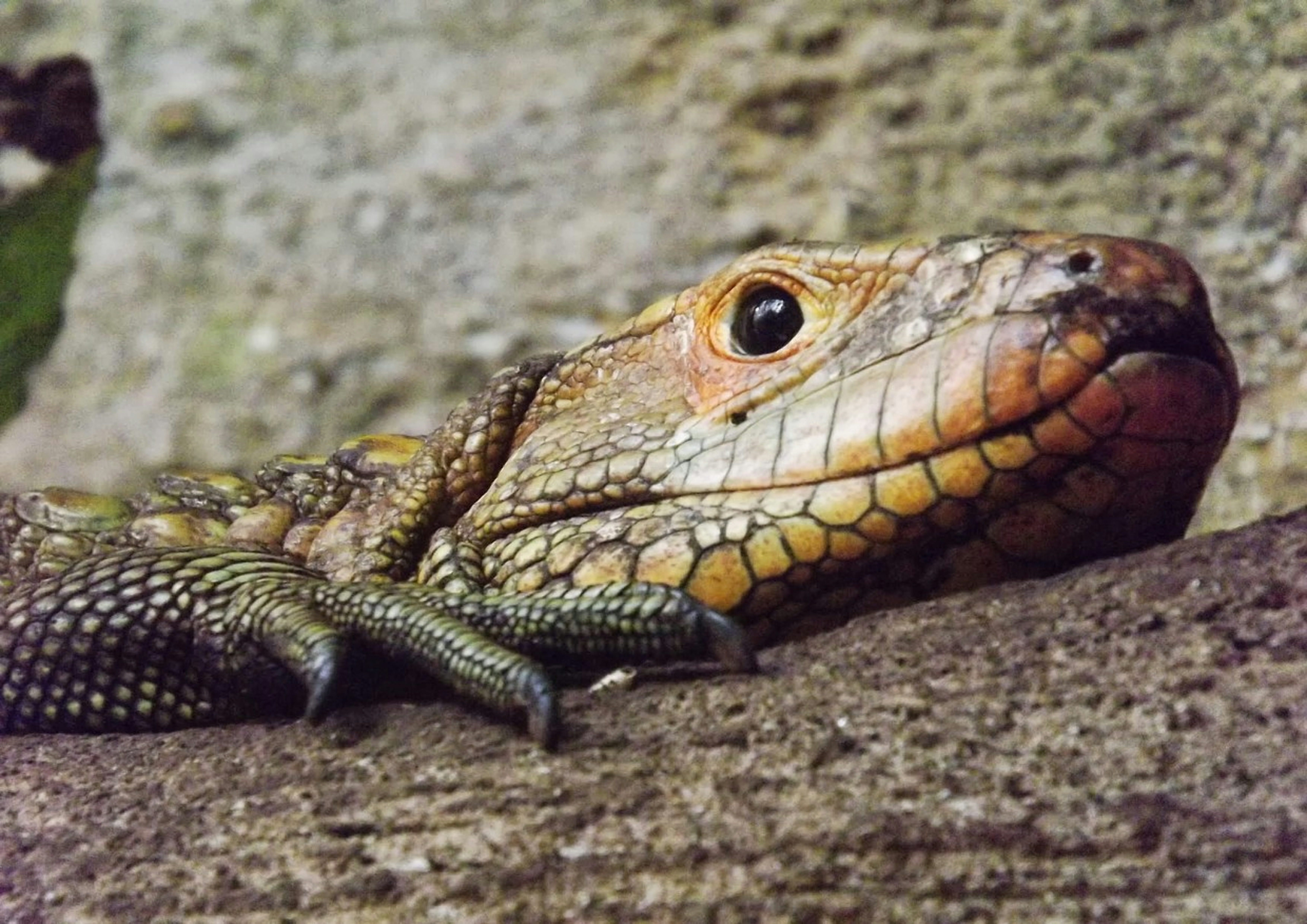 animals in the wild, scales, nostrils, iguana, animal scale, detail, animal eye, animal, animal themes, day, claws, animal head, nature, outdoors, lizard, HD Wallpaper