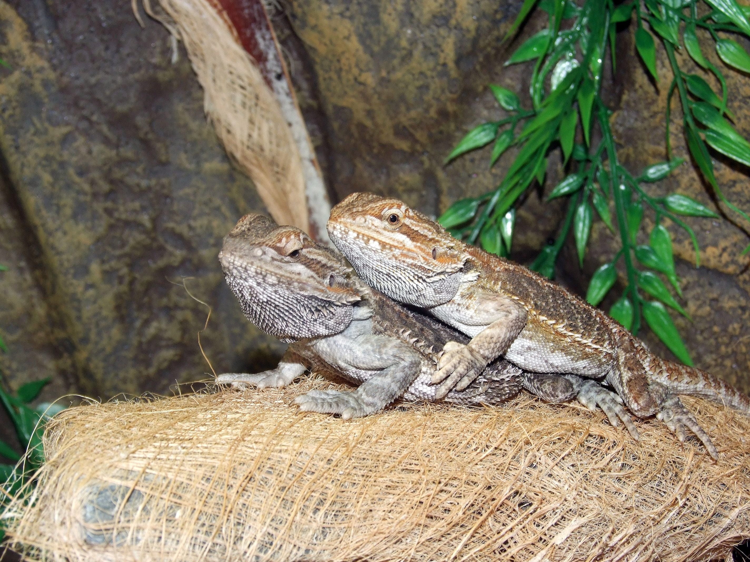 portrait, focus on foreground, iguana, agama bradatá, plant, one animal, bearded dragon, nature, reptile, animals in the wild, animal themes, animal body part, HD Wallpaper