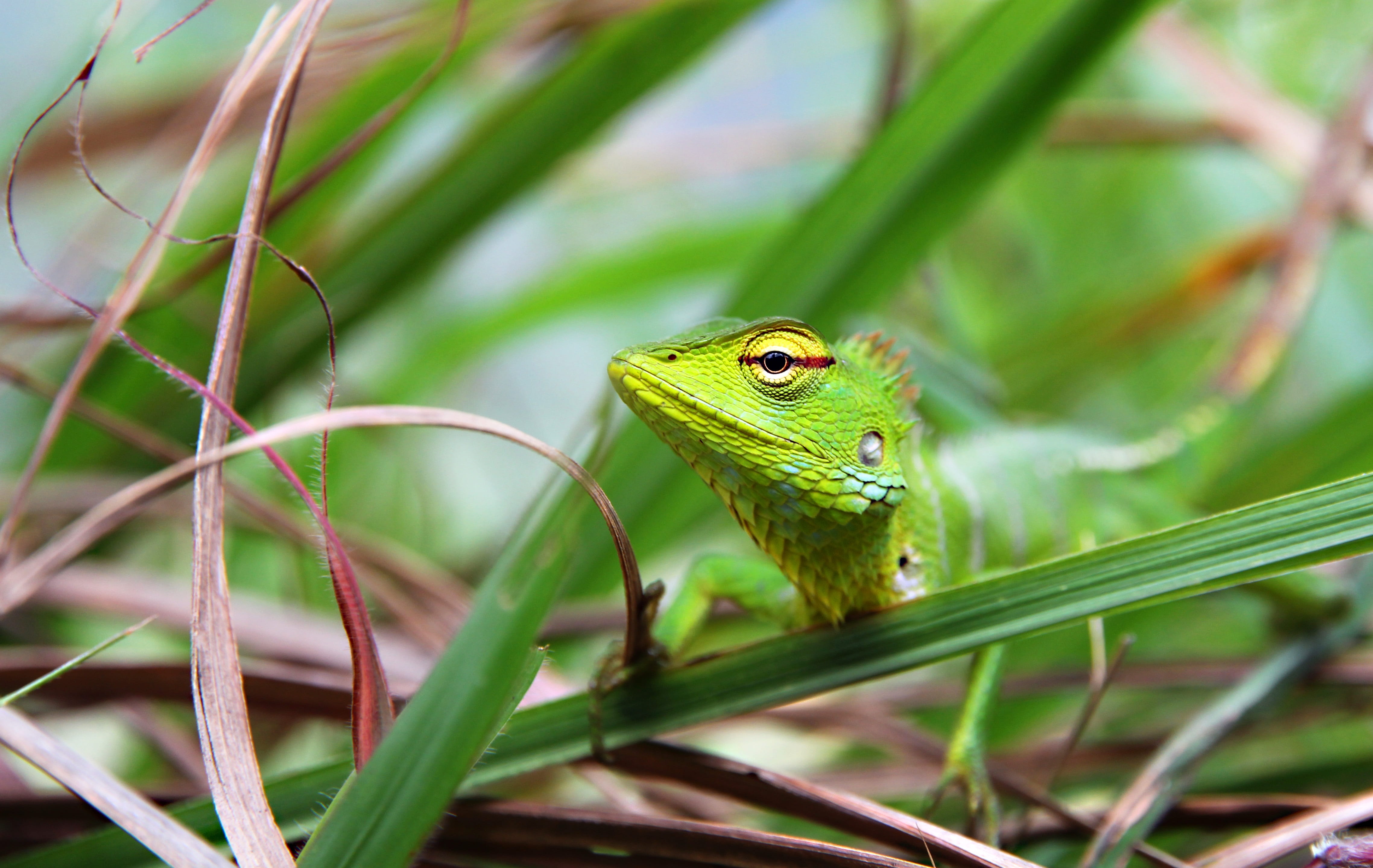 one animal, curiosity, animals in the wild, grass, 4K, day, agama, life, head, green, animal themes, recreation, outdoors, animal head, animal body part, HD Wallpaper